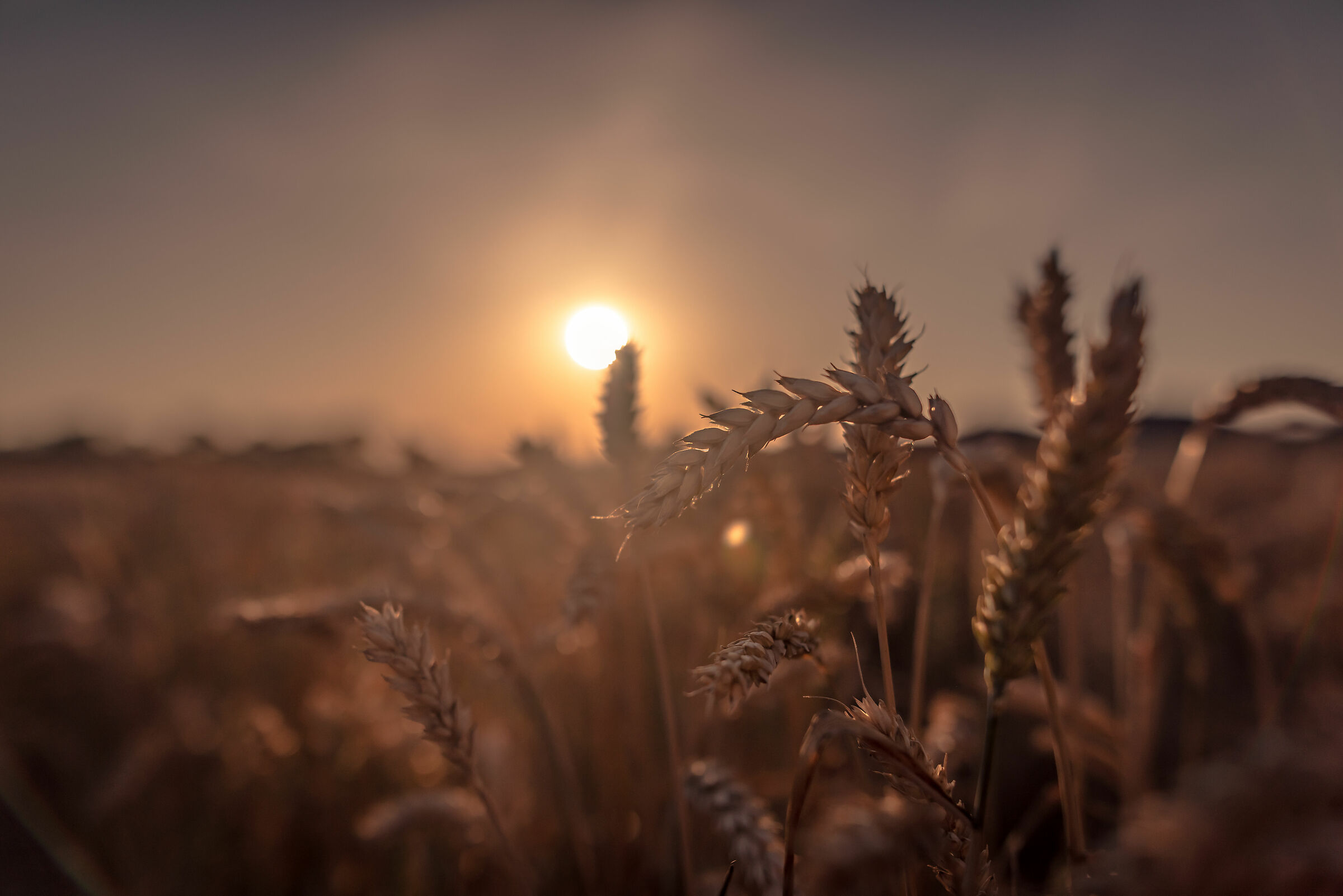 In attesa del raccolto