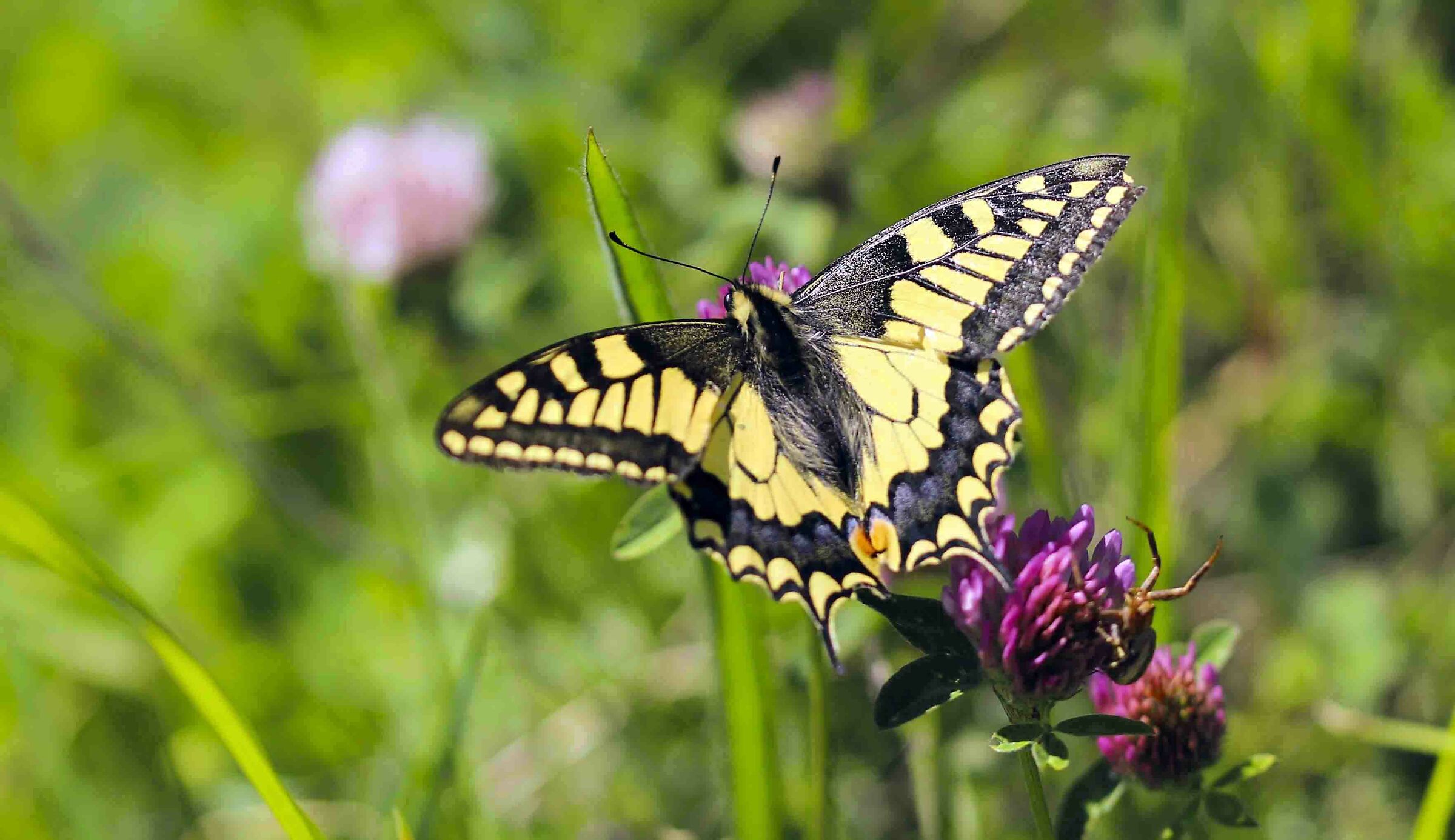 Swallowtail
