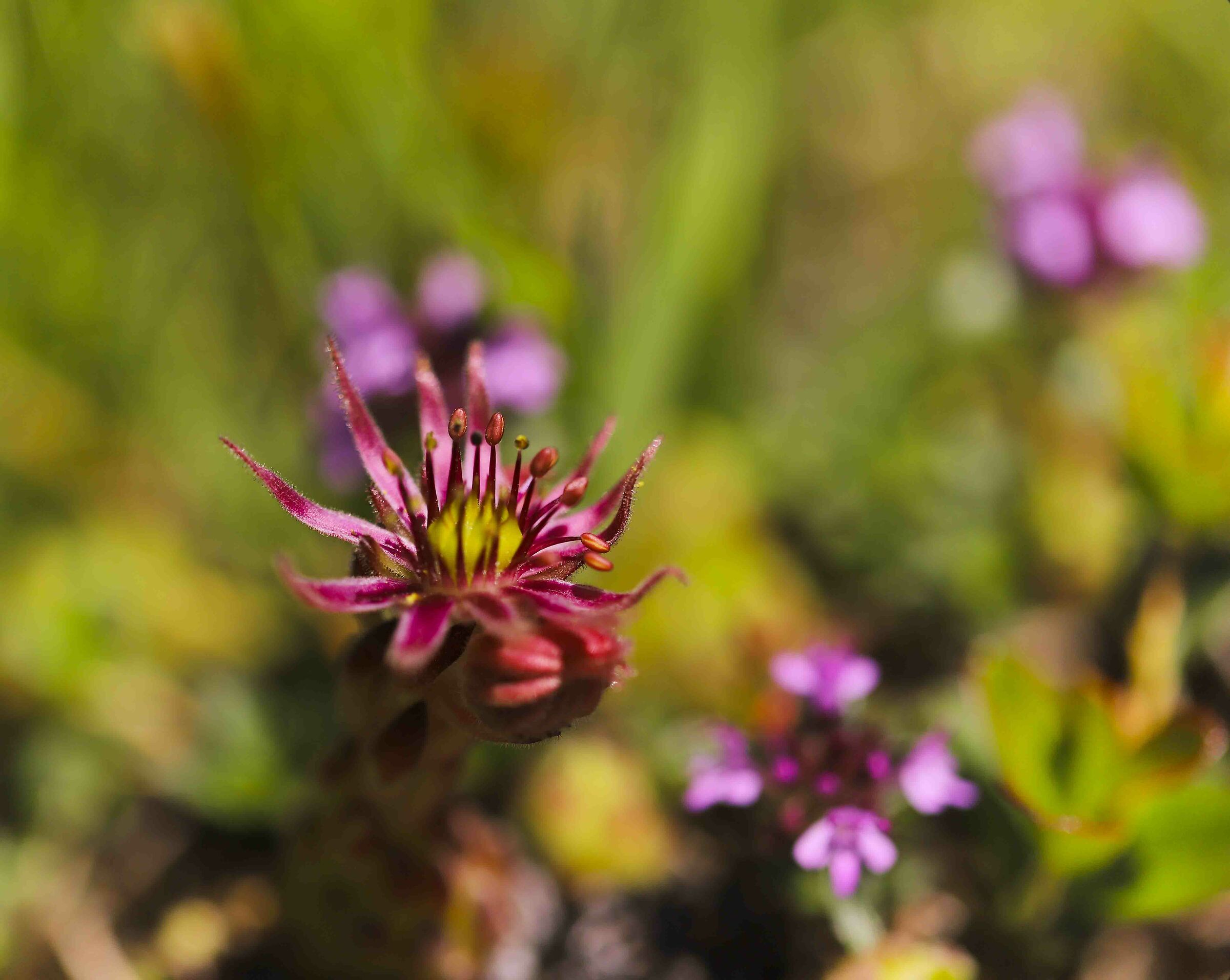 Always live mountain