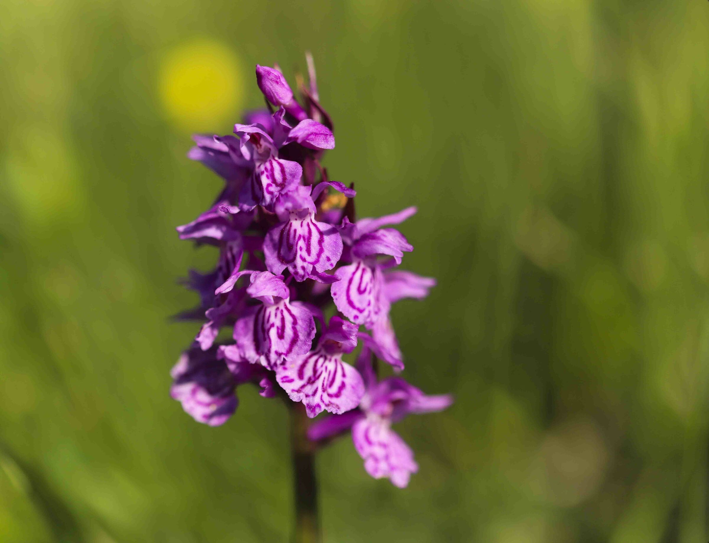 Spontaneous mountain orchid