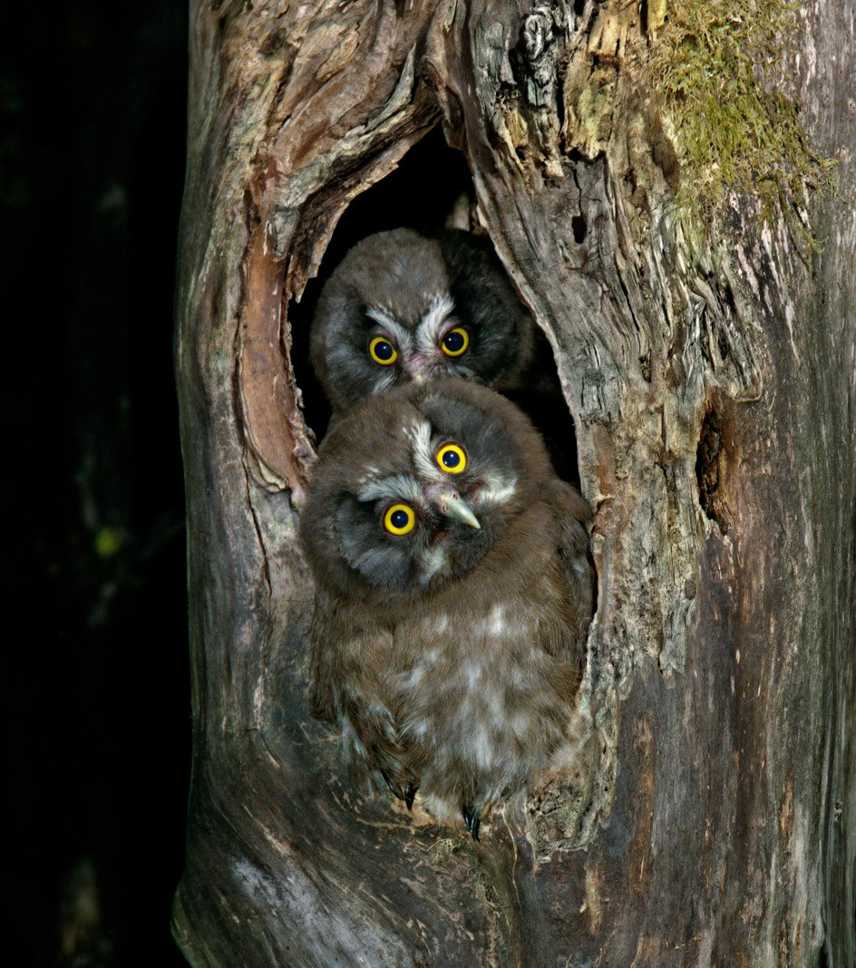 Tengmalm's owl