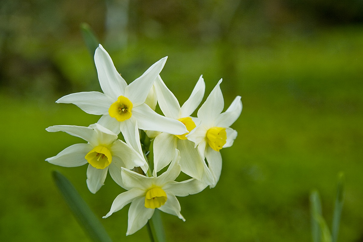 Fioriture in campagna