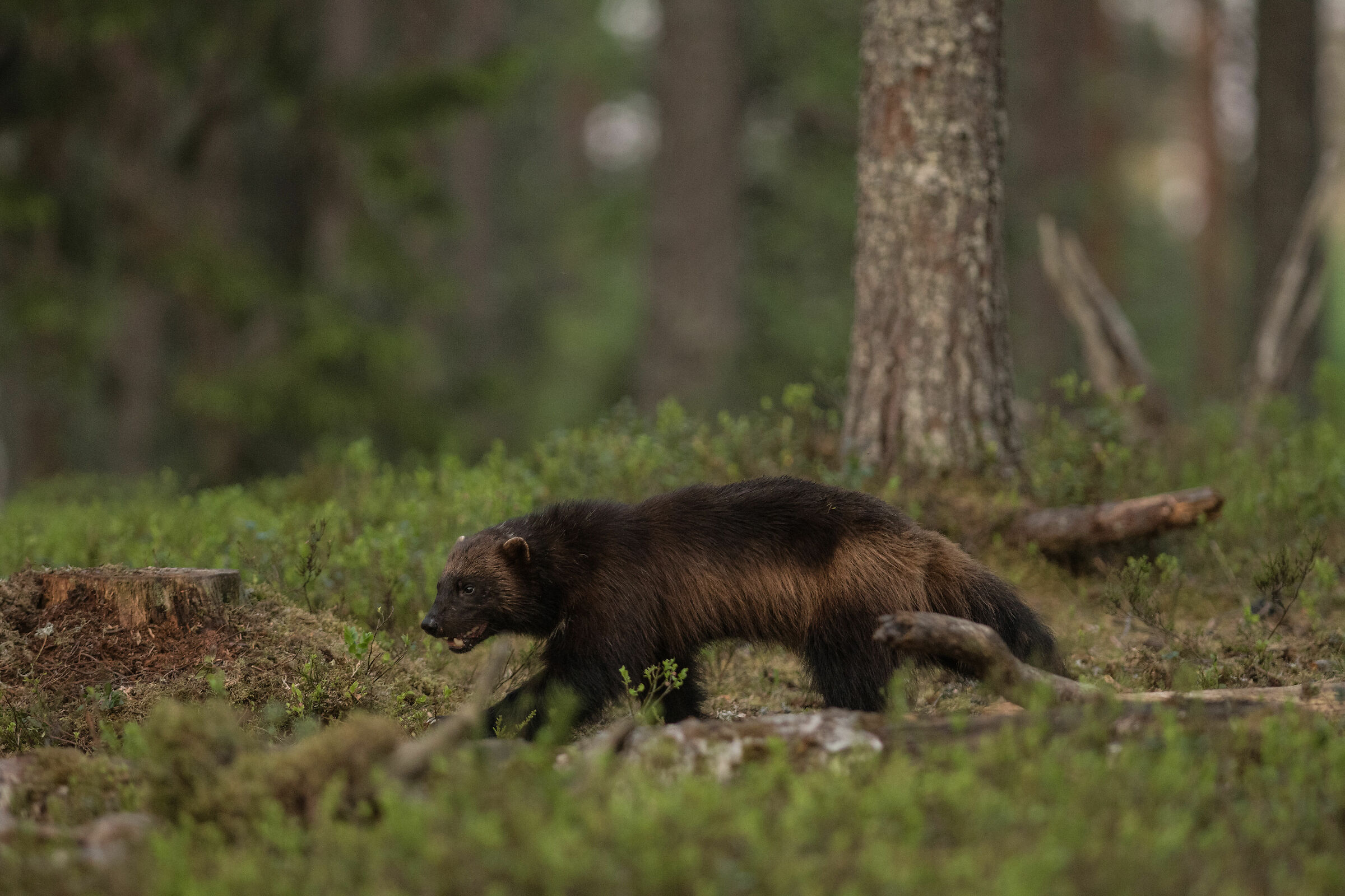 Ghiottone in cerca della cena