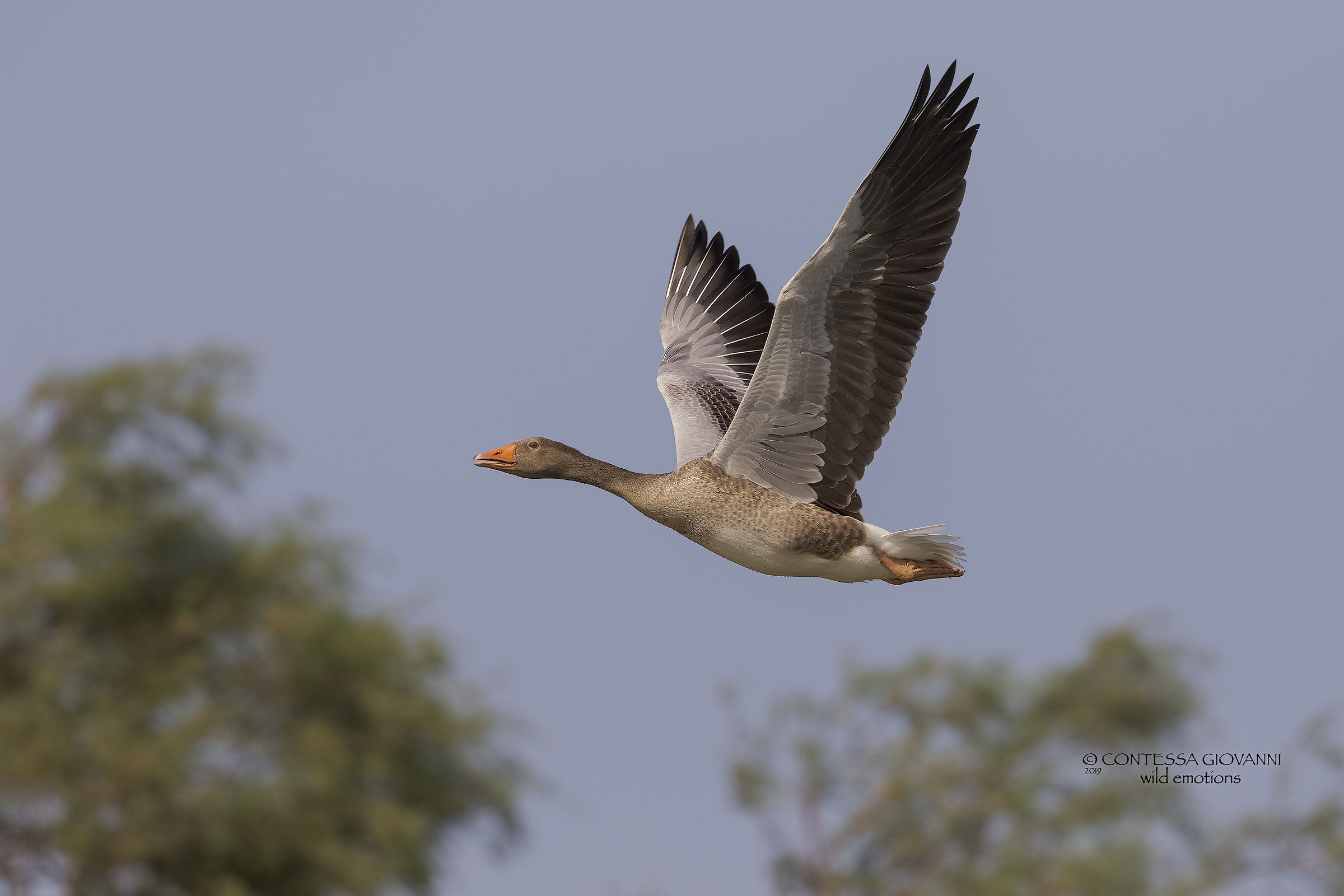 Greylag Goose Oca selvatica Anser anser