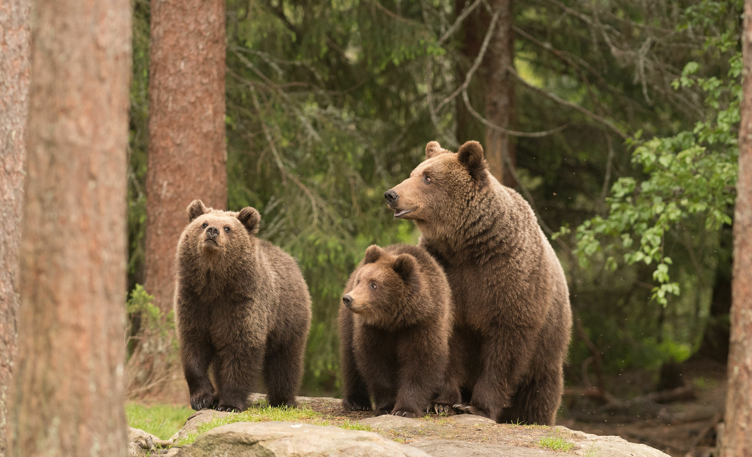 Famiglia in giro nel bosco