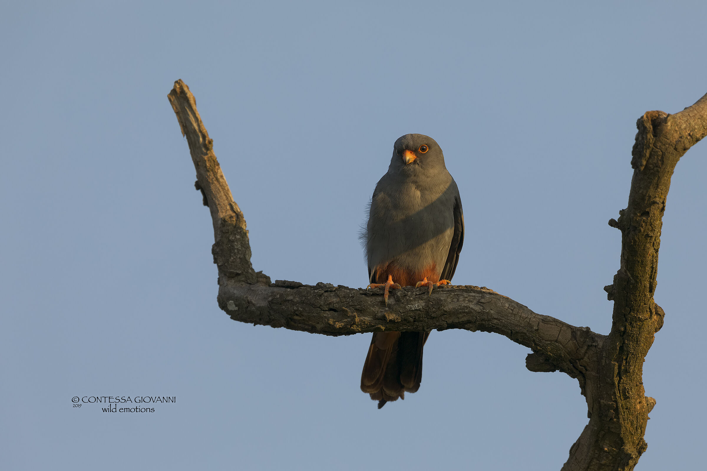 Red-footed Falcon Falco cuculo Falco vespertinus m