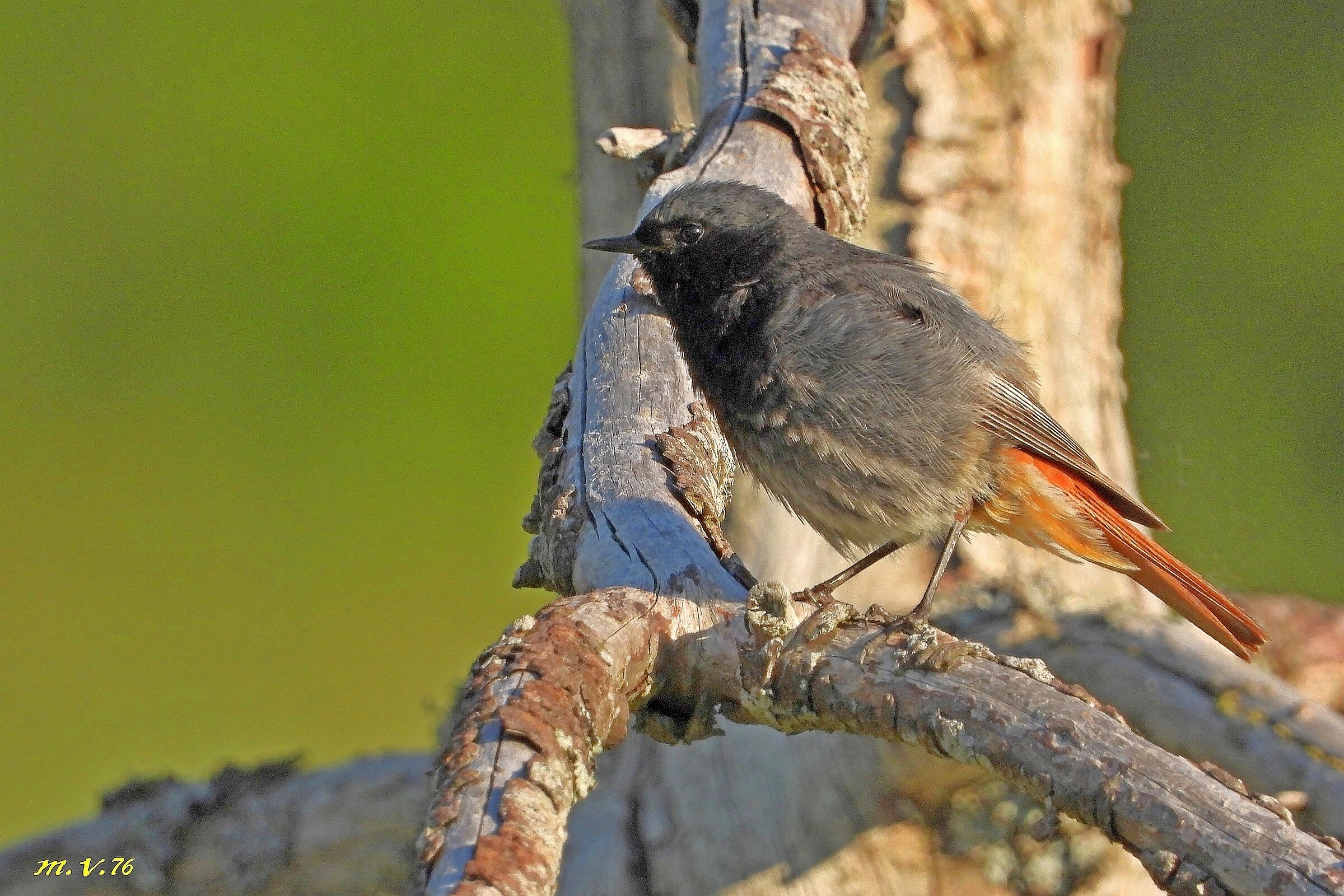 Codirosso spazzacamino maschio