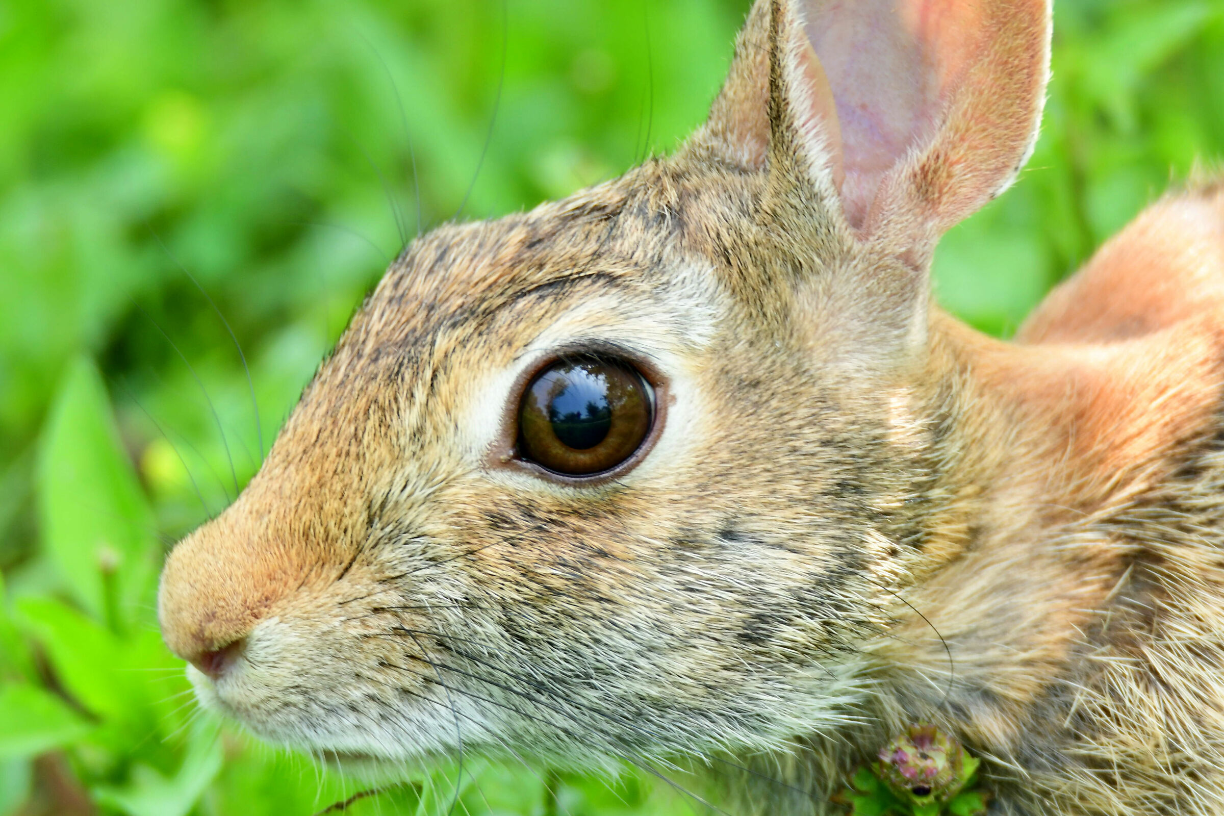 L'occhio lo specchio dell'anima