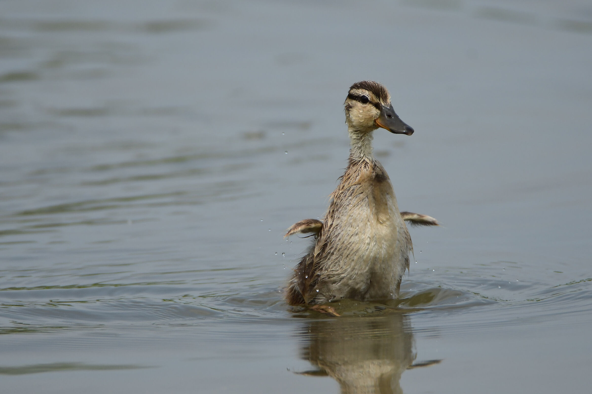 Piccoletto di Germano