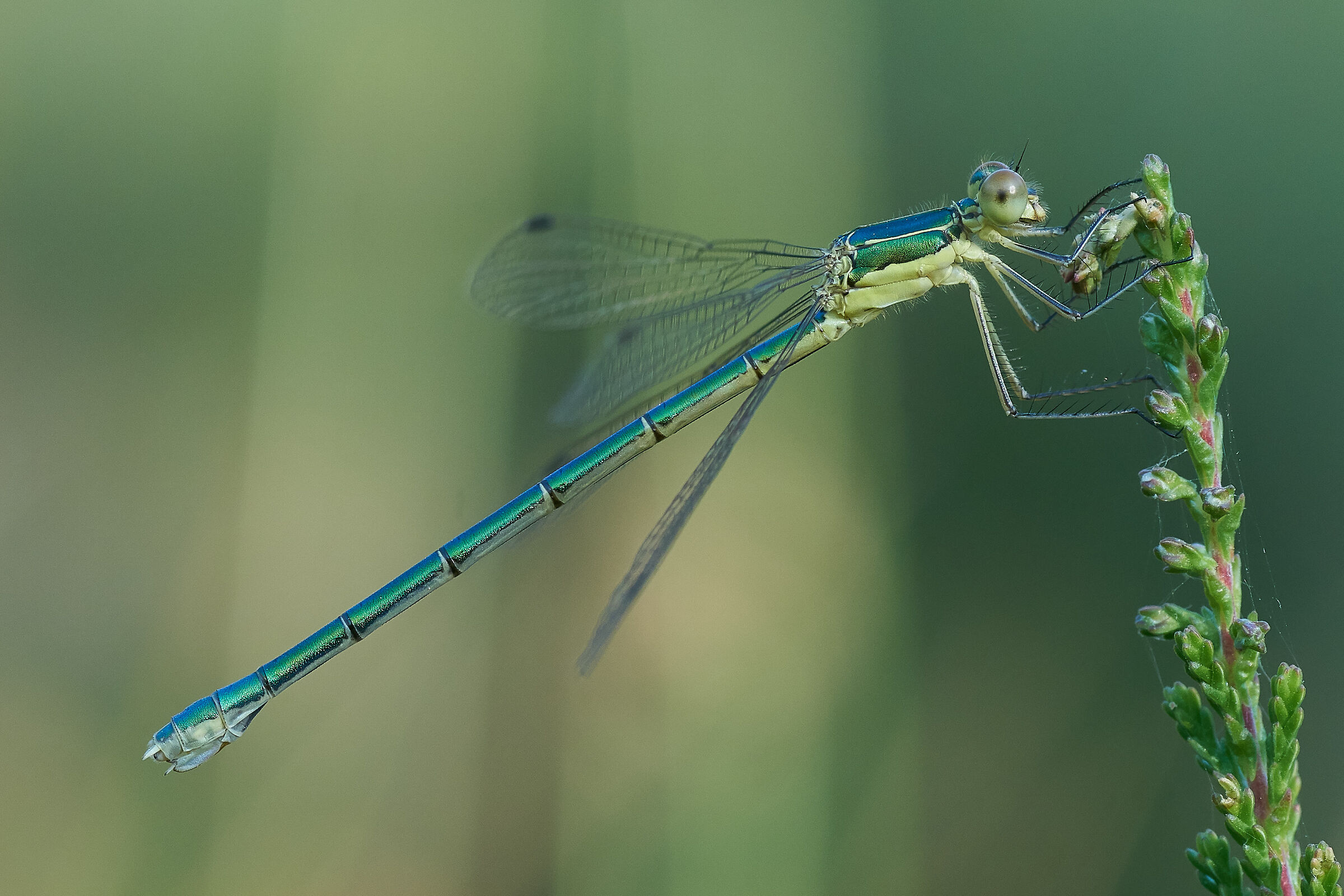 Lestes virens