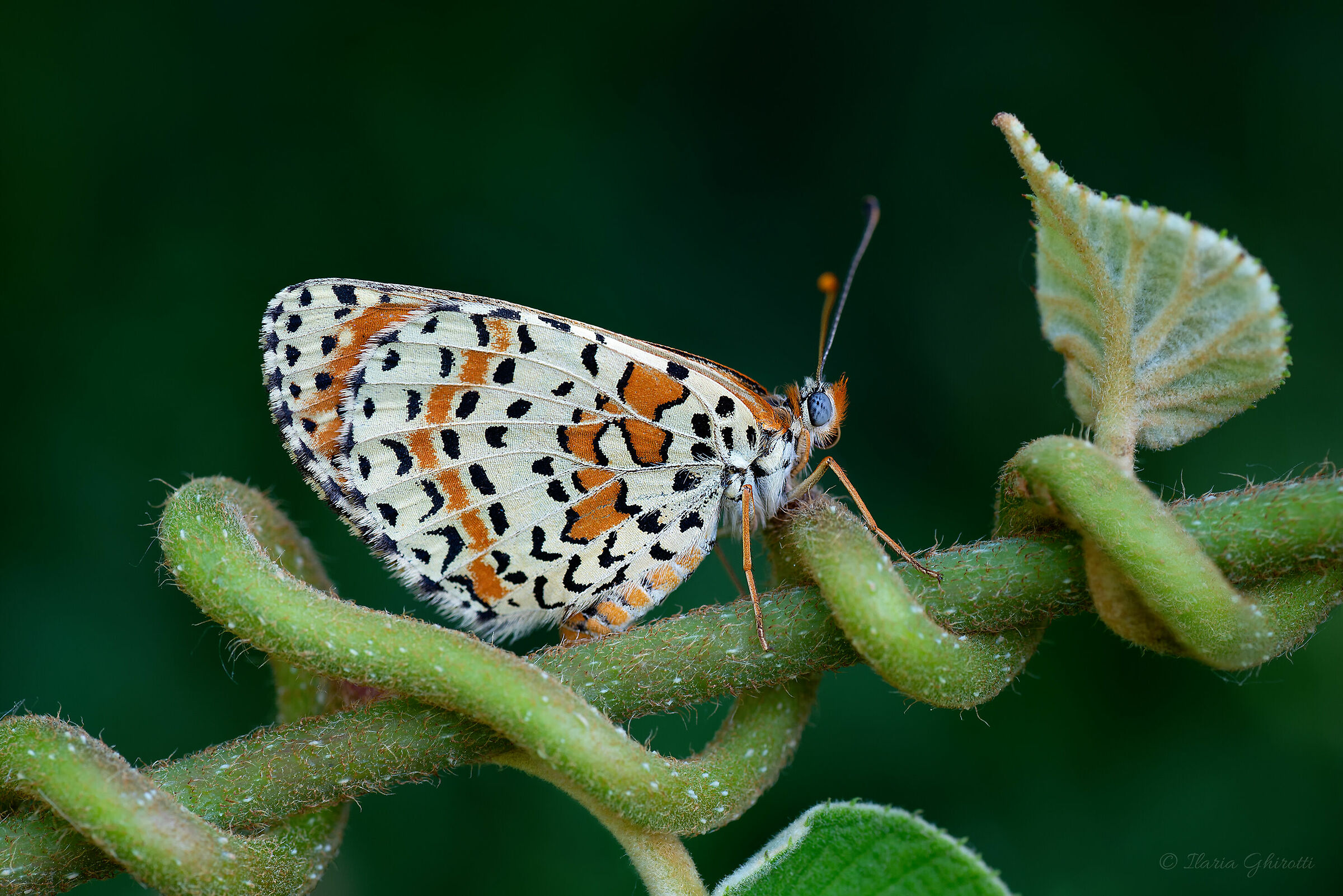 Melitaea sul viticcio