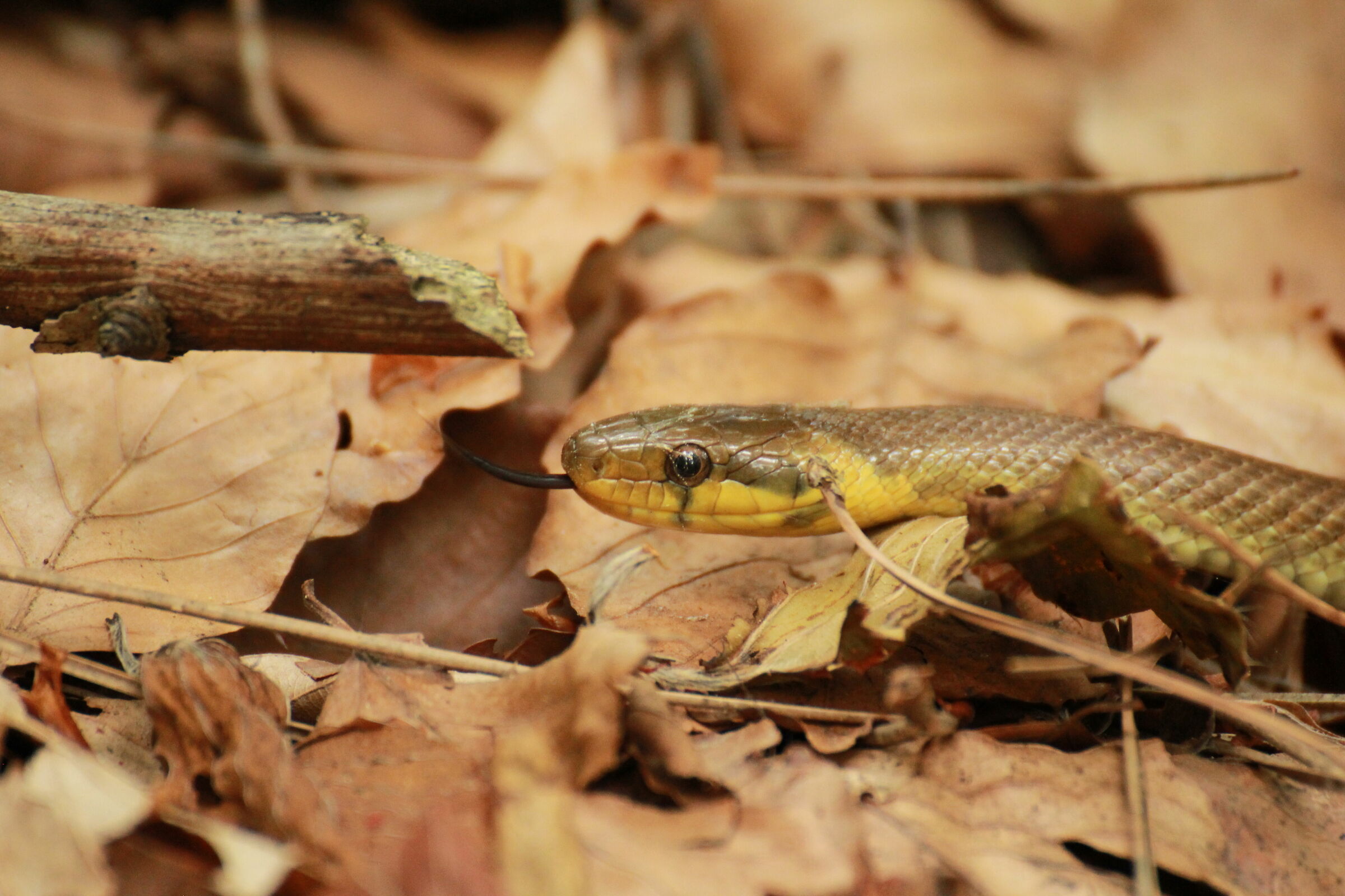 Saettone - Zamenis longissimus