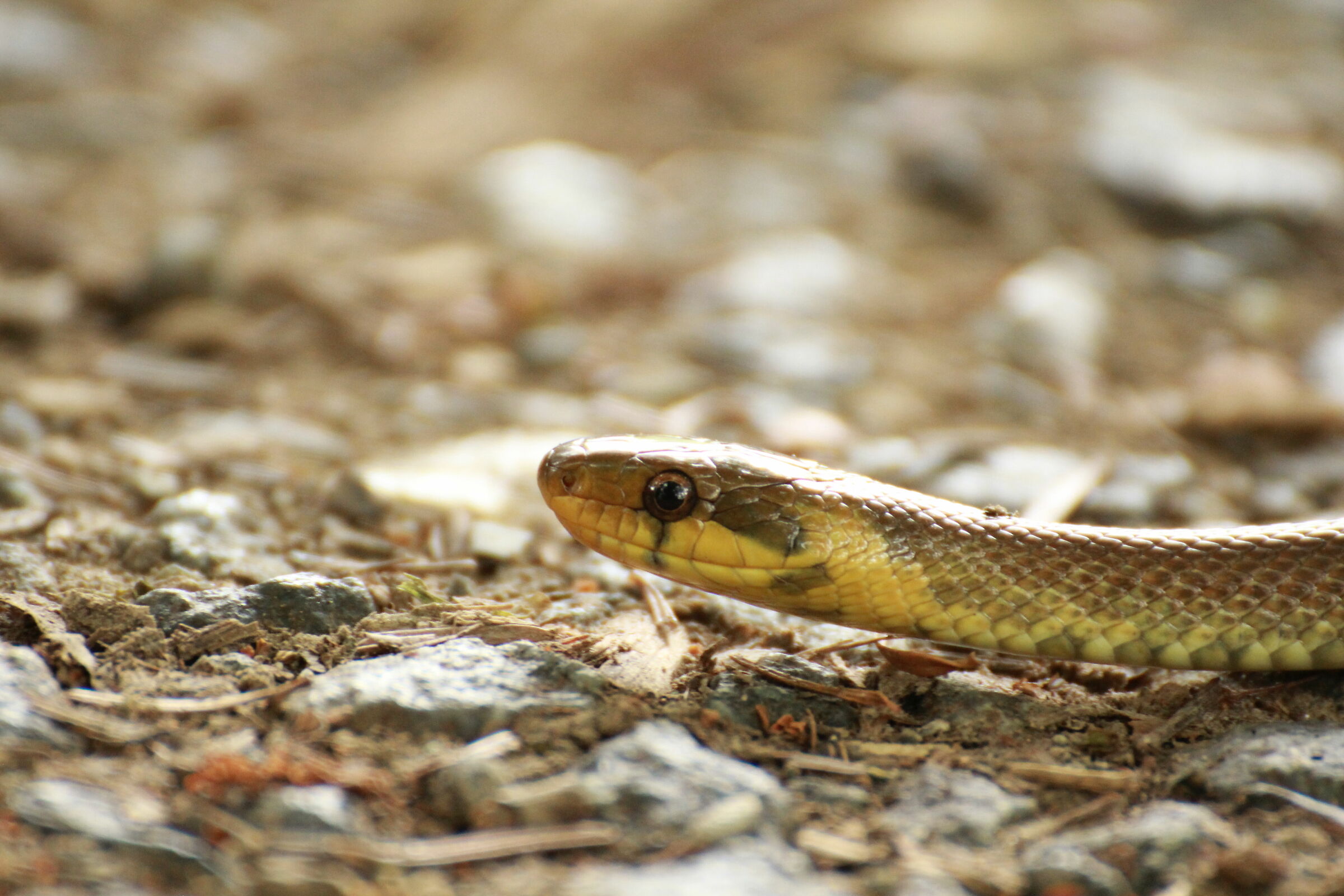 Saettone - Zamenis longissimus