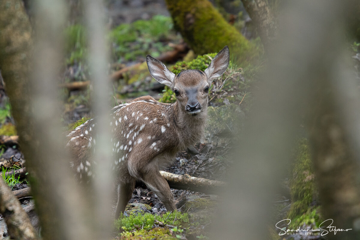 Small deer