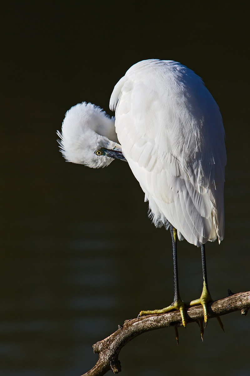 Egretta Garzetta