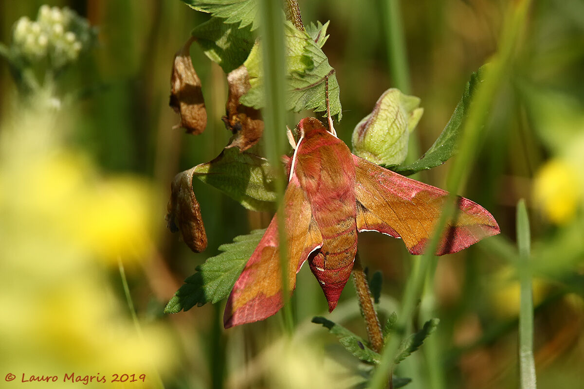 Deilephila Porcellus