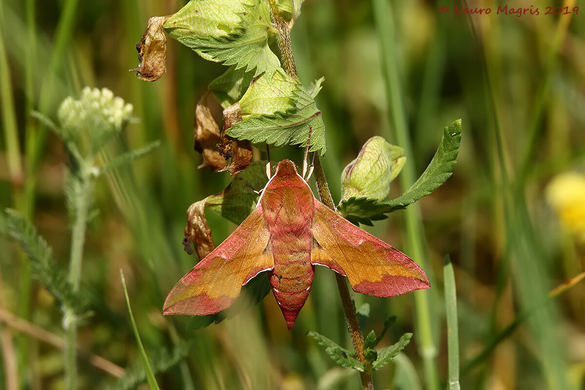 Deilephila Porcellus