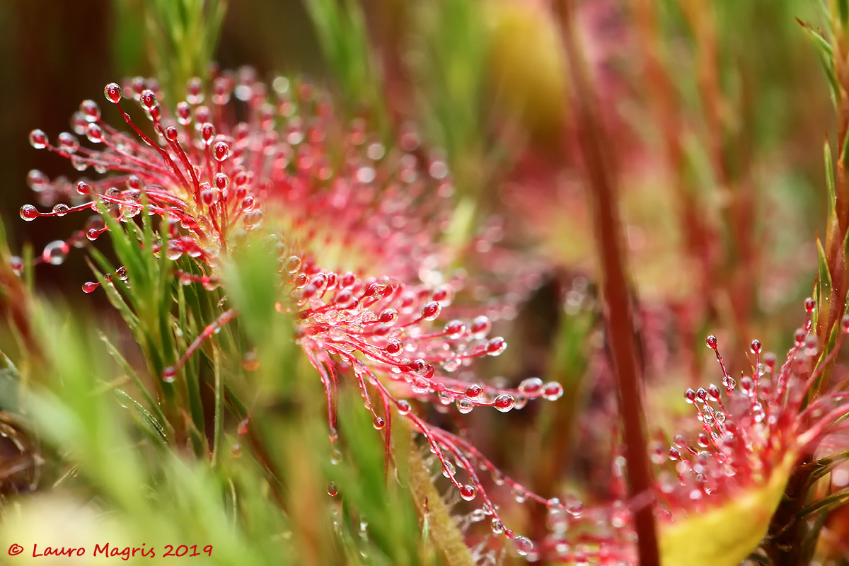 Drosera a foglie rotonde