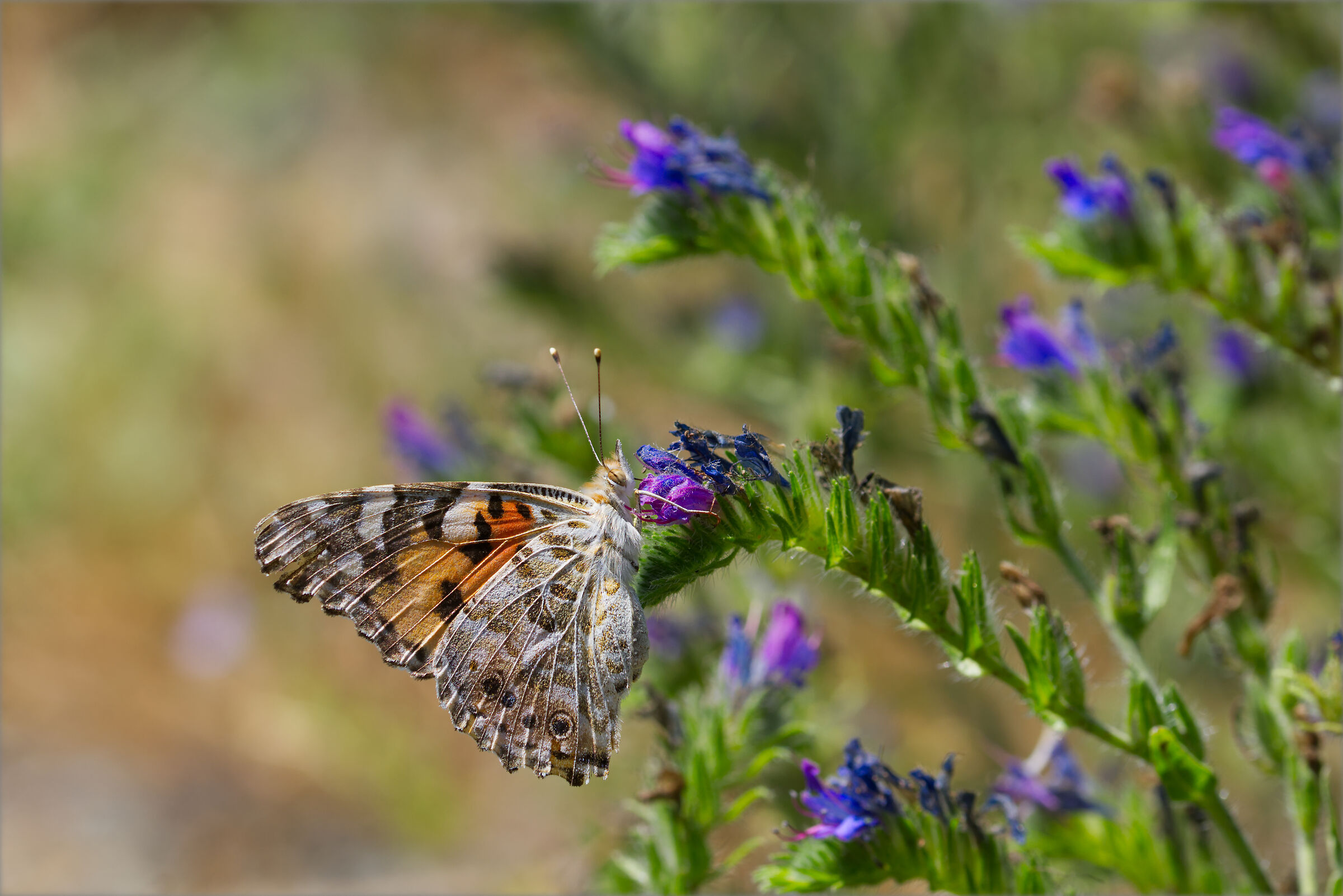 Vanessa Cardui (2/2)