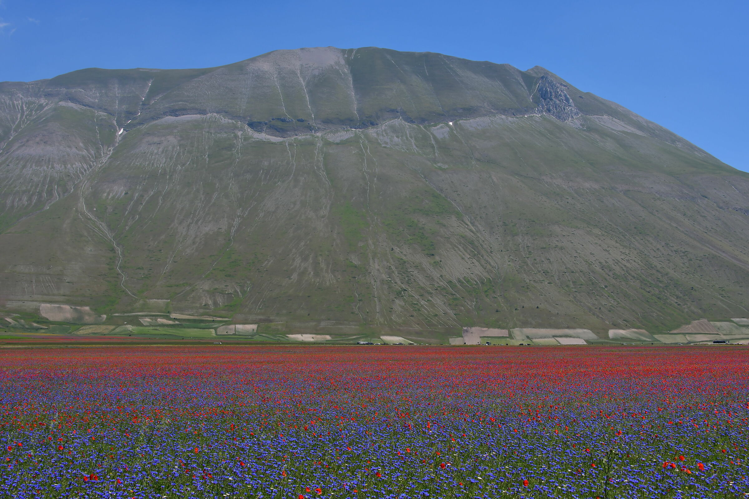 The flowering of Castelluccio di Norcia