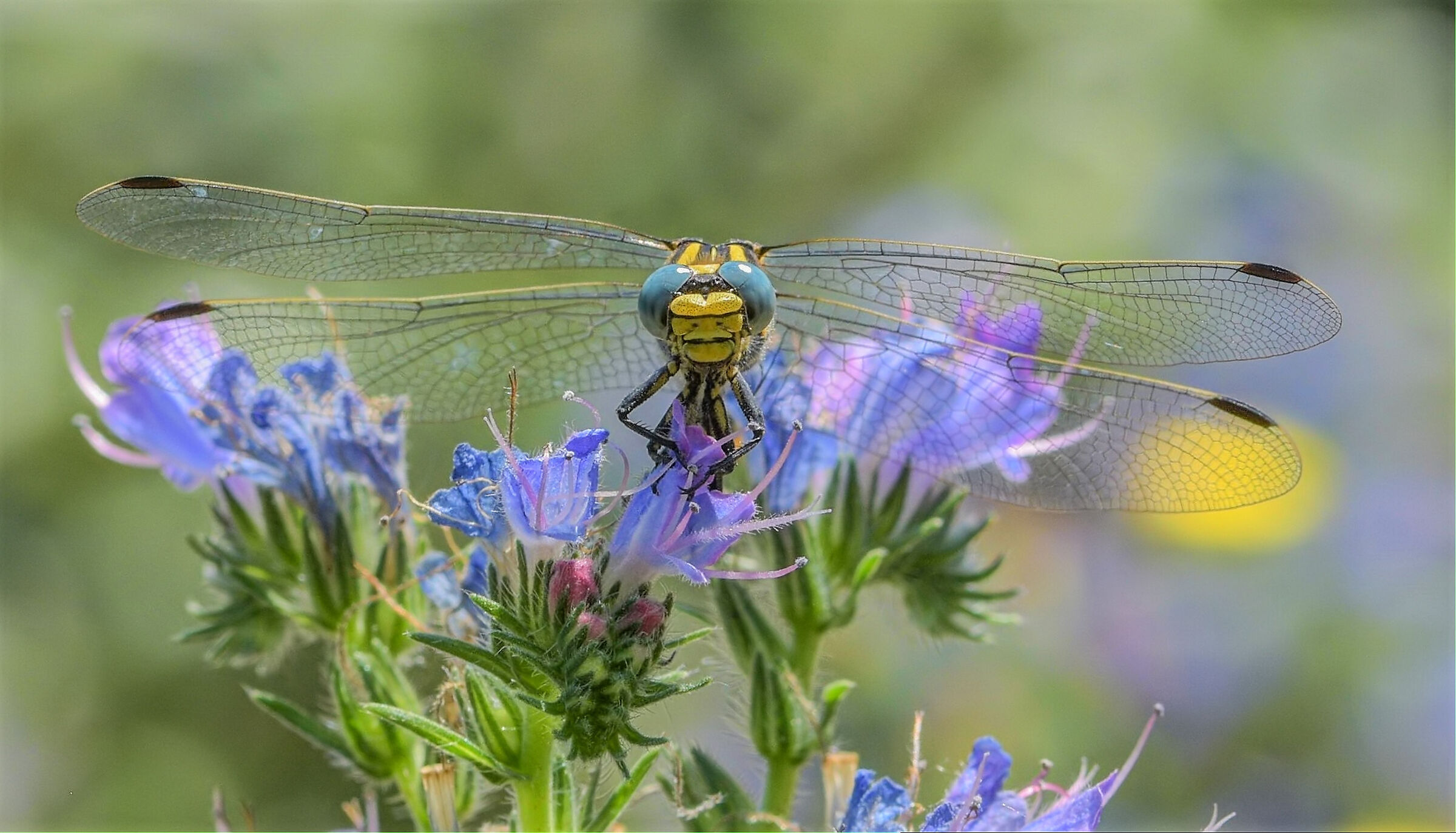 Onychogomphus forcipatus
