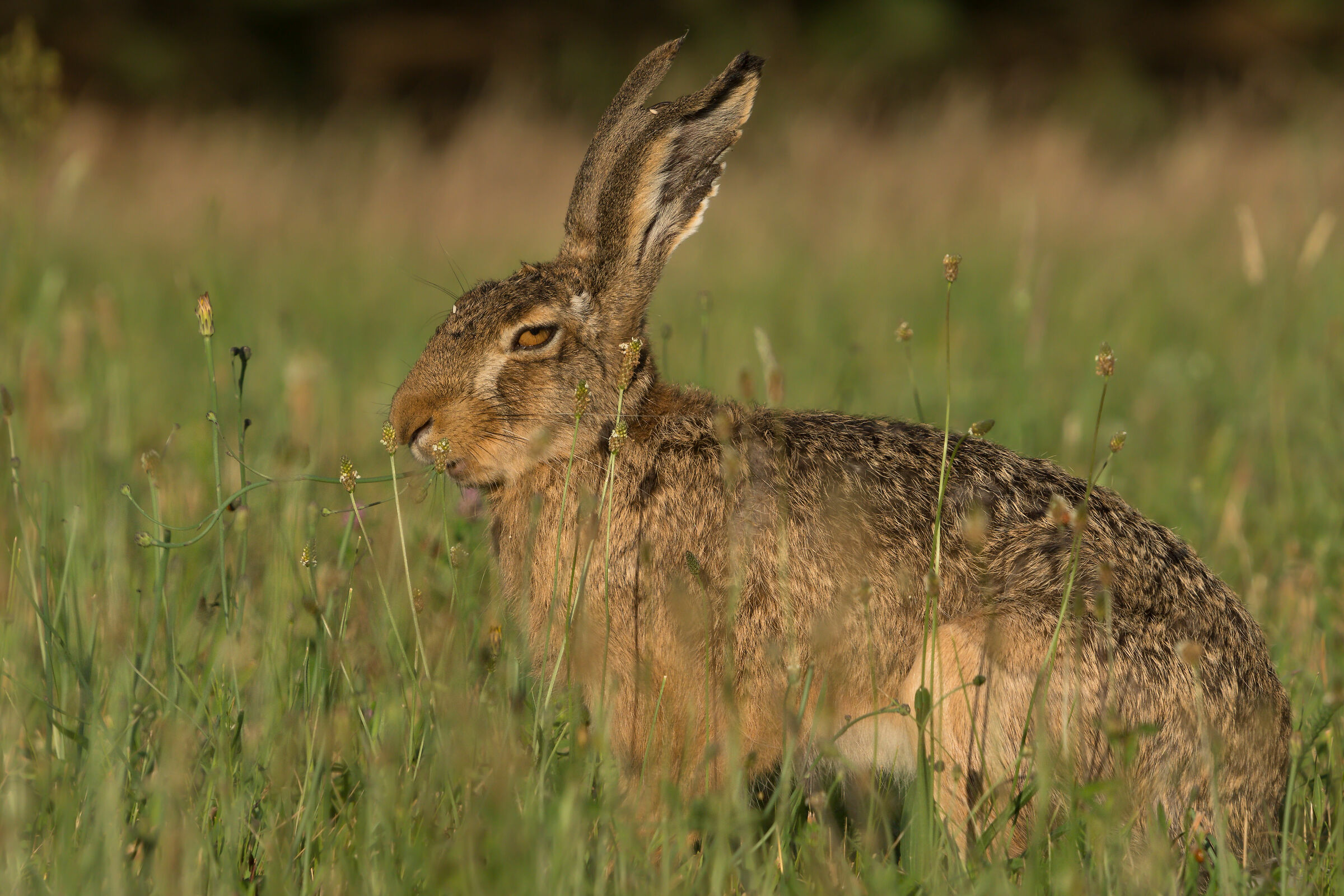 Brown hare (Lepus europaeus)