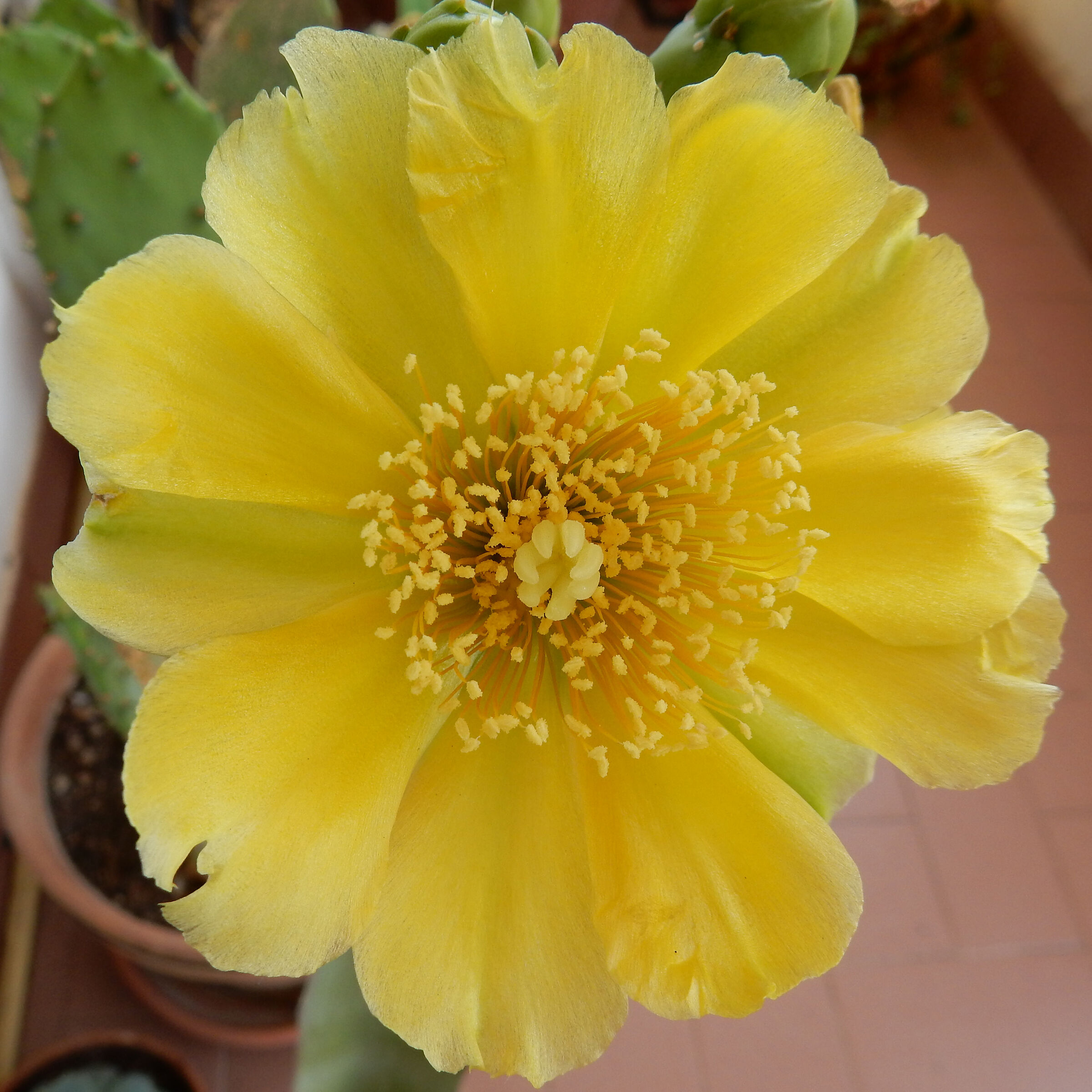 Il fiore del cactus