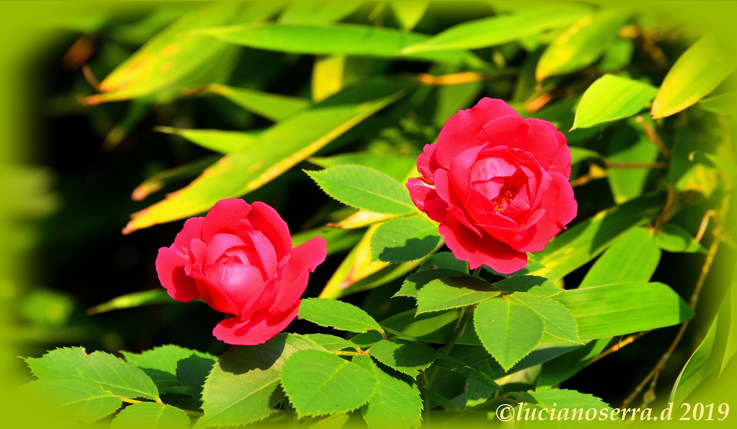 Roselline selvatiche