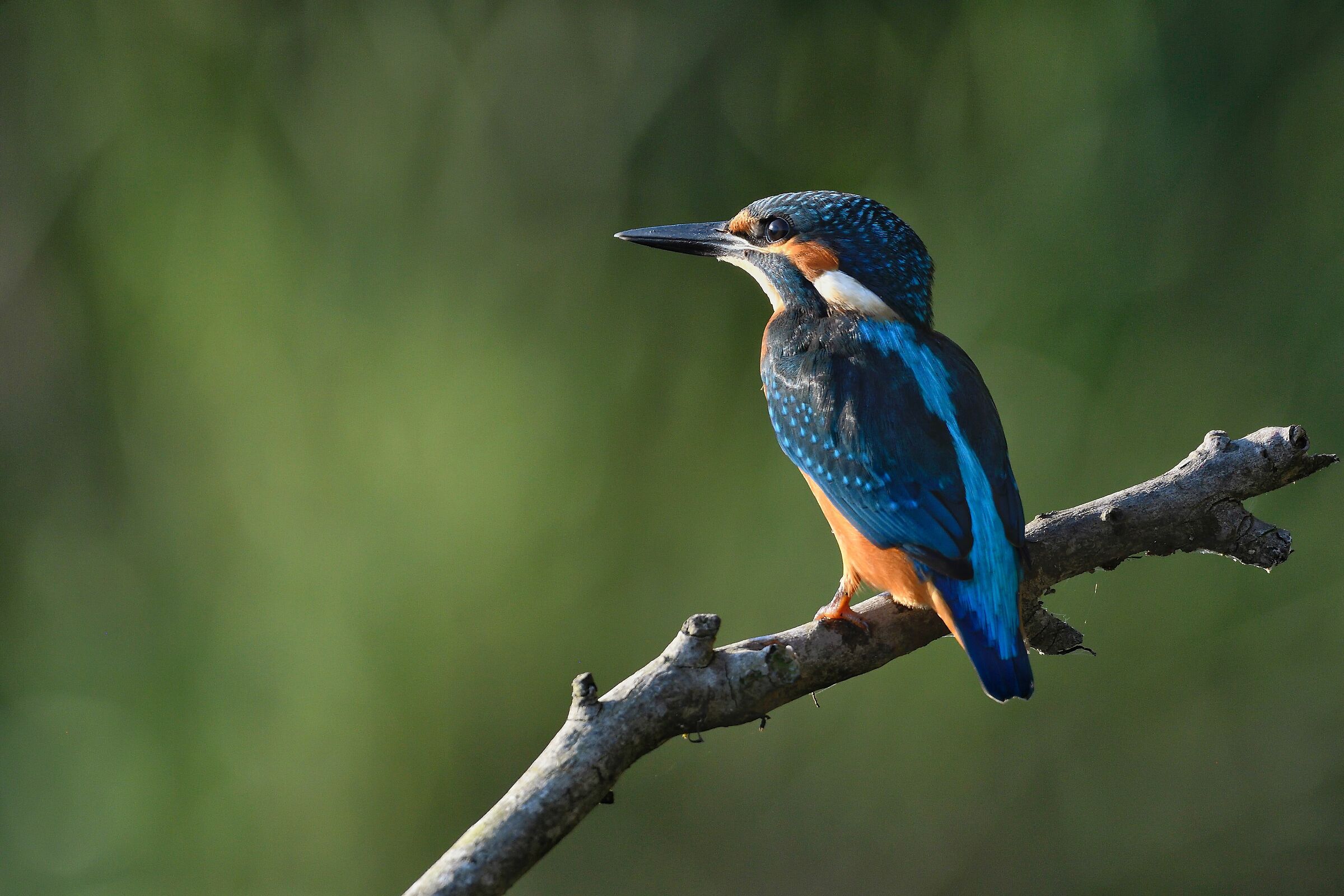 Martino admiring the sunset