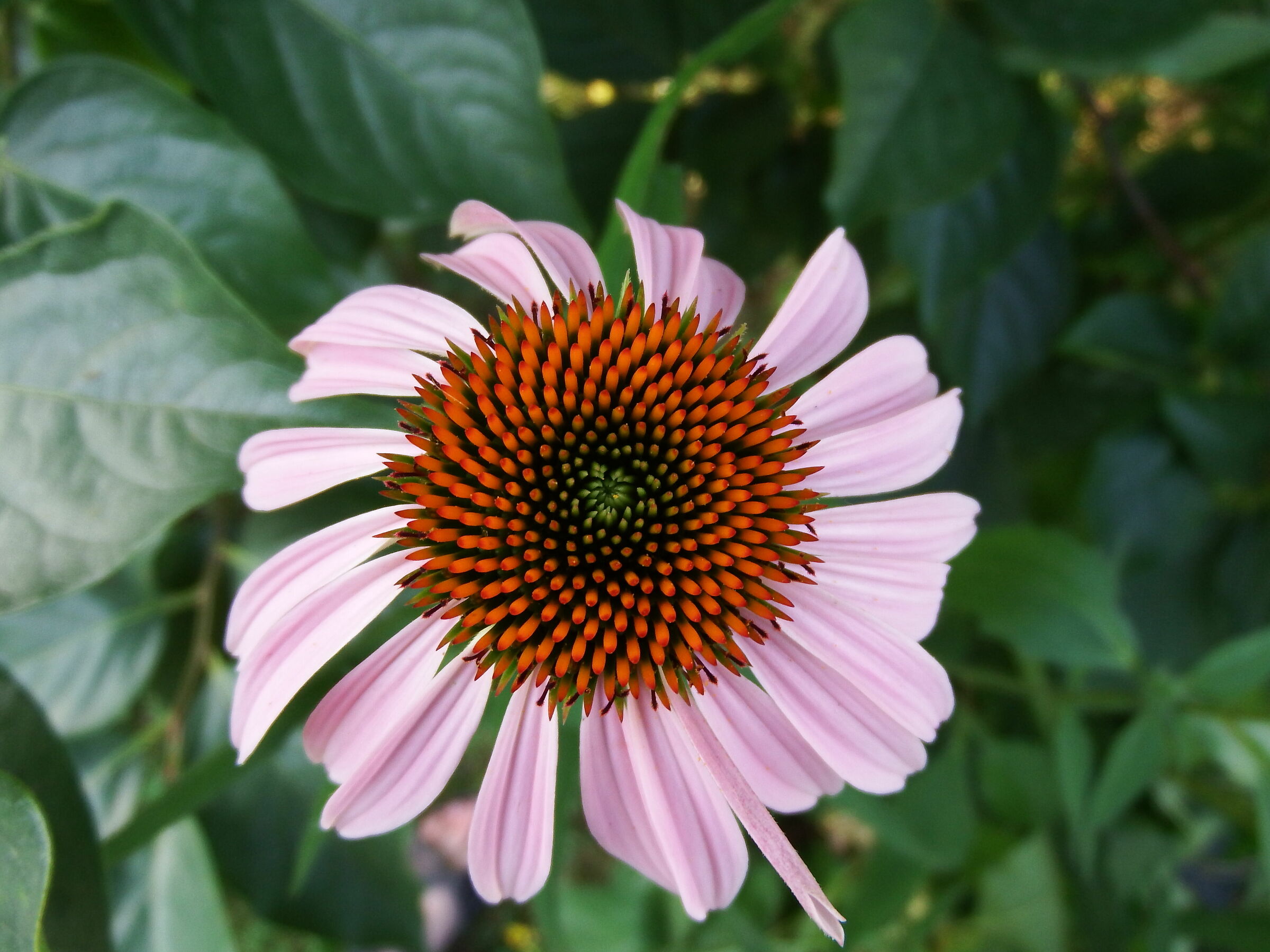 Echinacea Purpurea 1