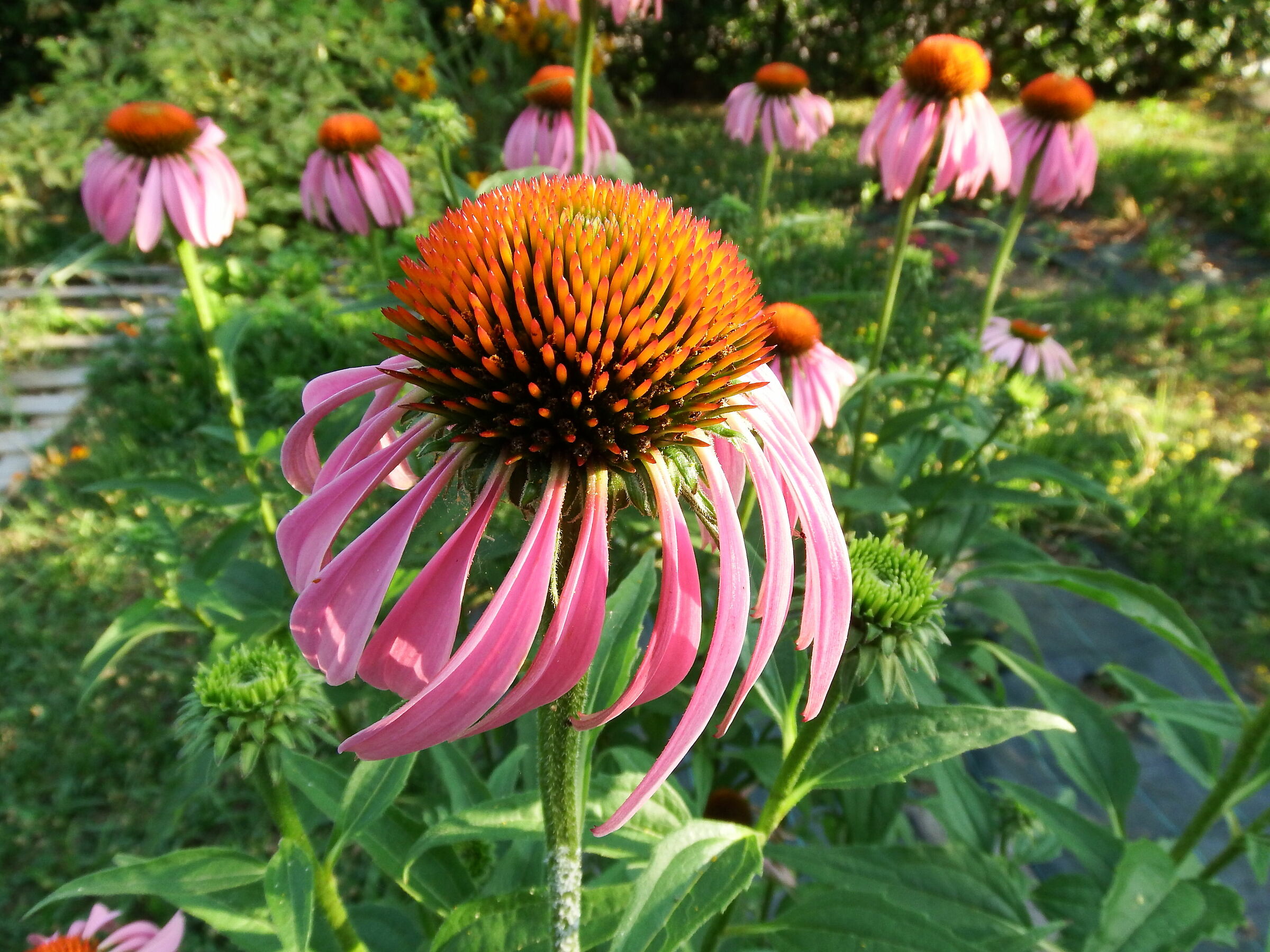 Echinacea Purpurea 2