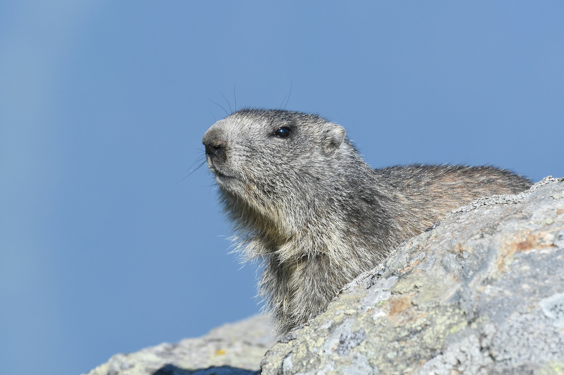 marmotta