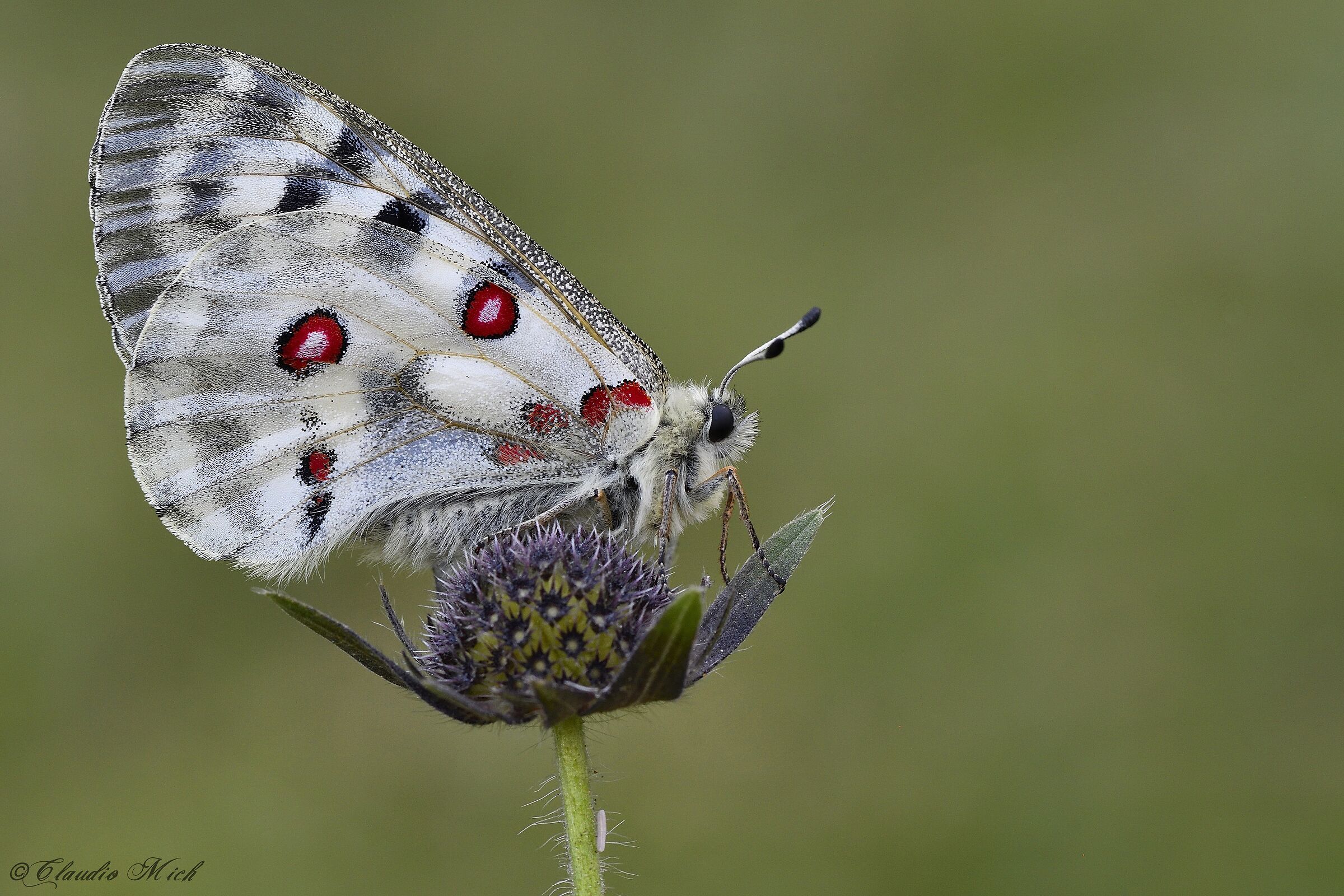 Parnassius apollo