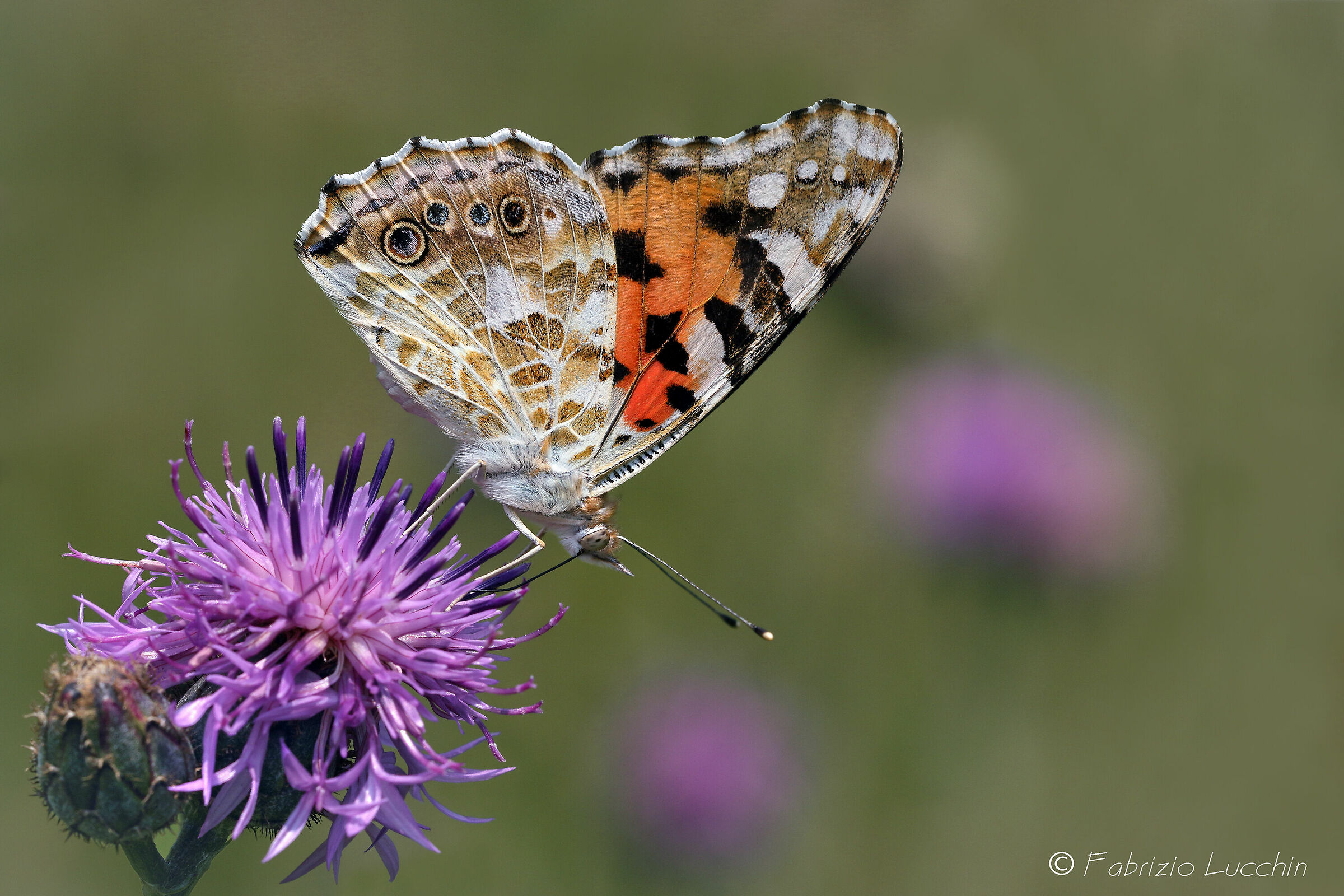 Vanessa del Cardo (Vanessa cardui)