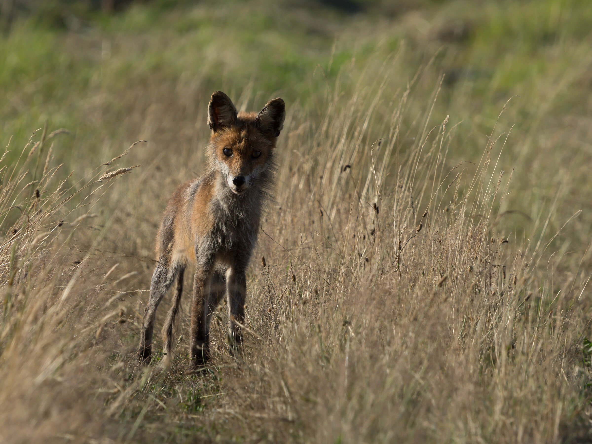 Volpe rossa (Vulpes vulpes)