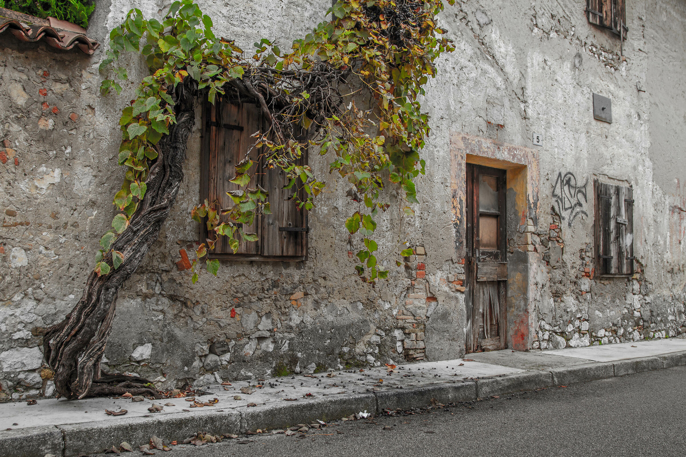 the life of the vine