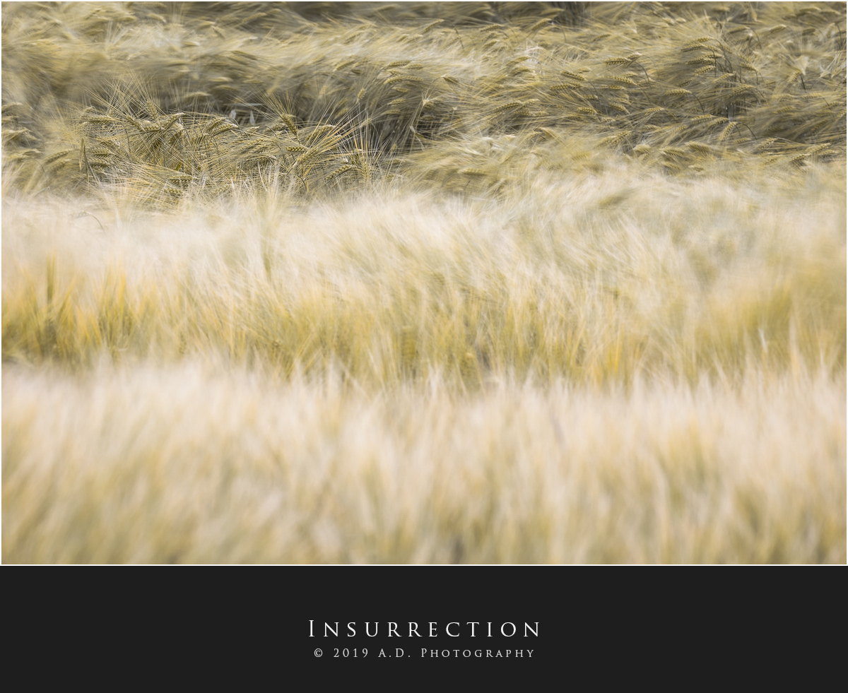 Insurrection