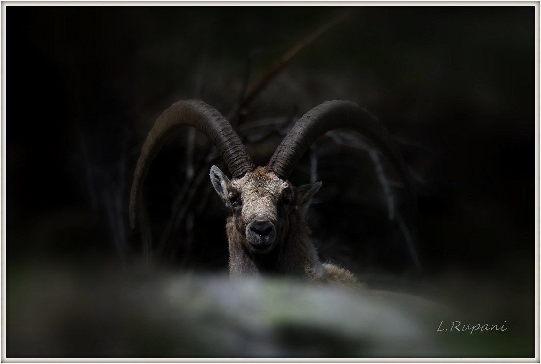 La solitudine del re.