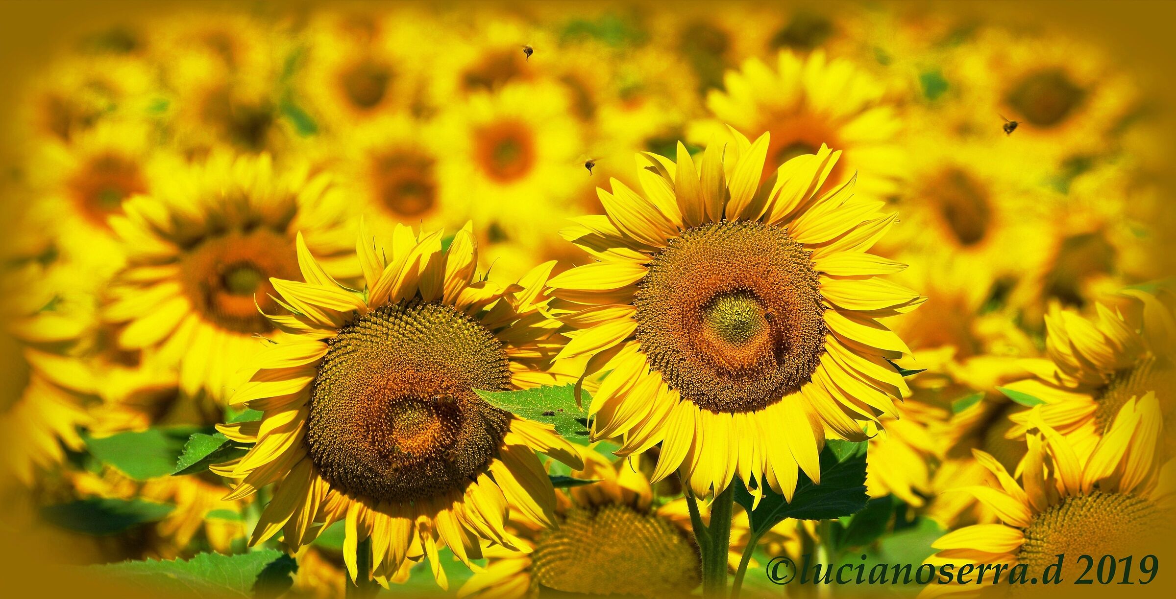 Girasoli... con insettini volanti...