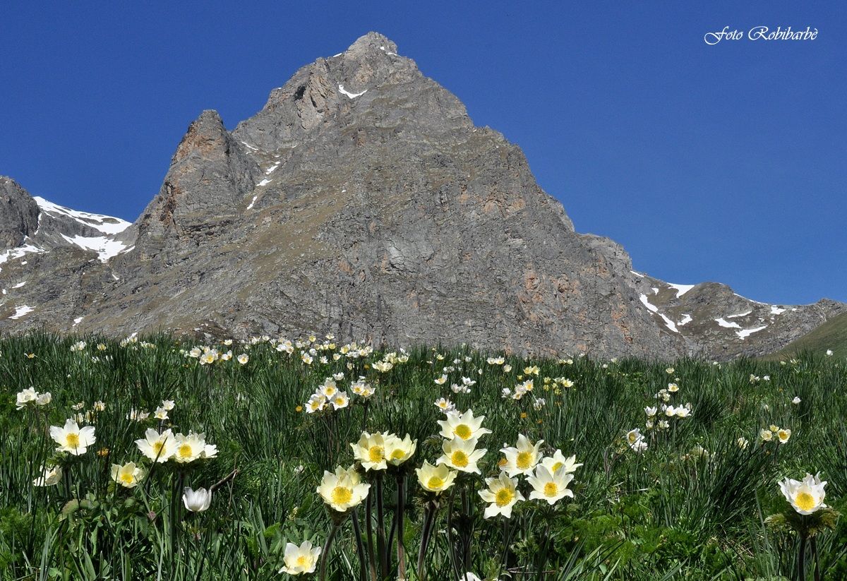 Alpi Cozie...Anemoni al Chersogno...