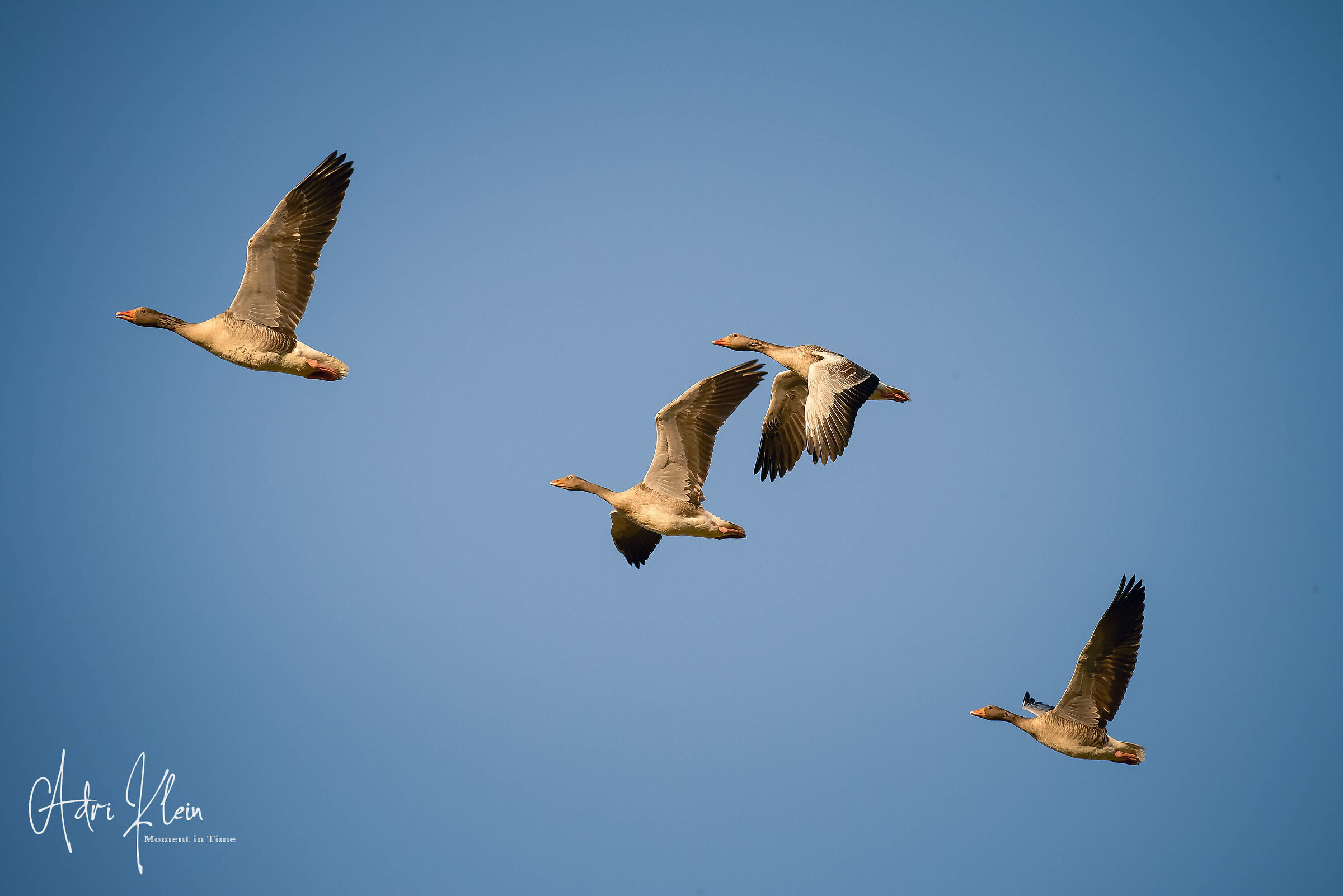 Goose