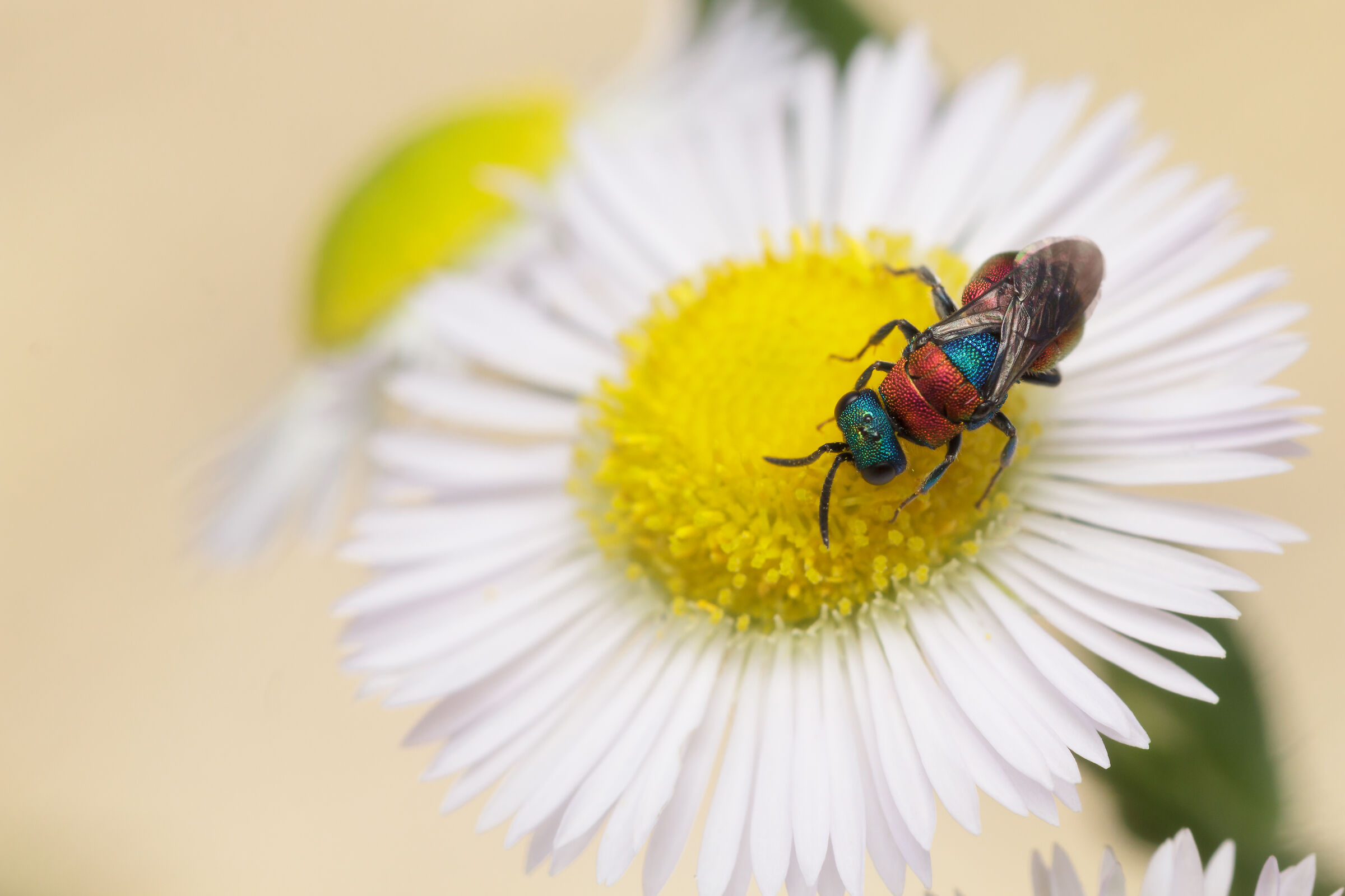 The beauty of crisis