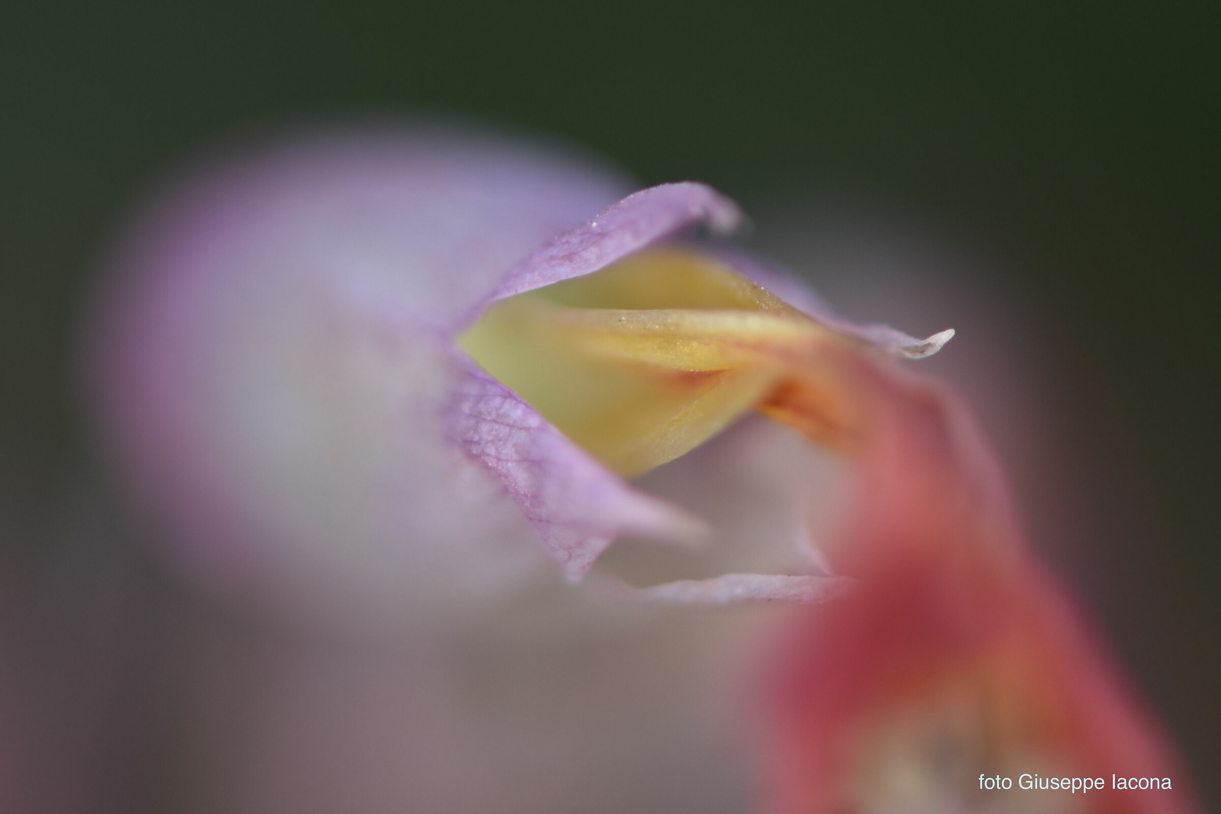 macro_flower1