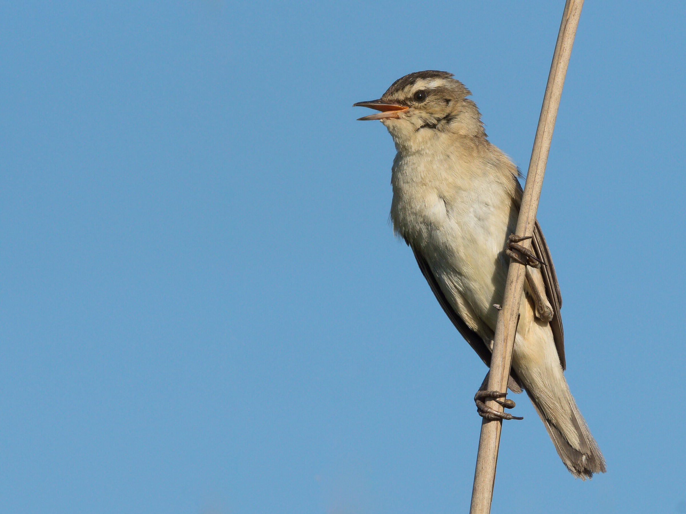 Acrocephalus schoenobaenus