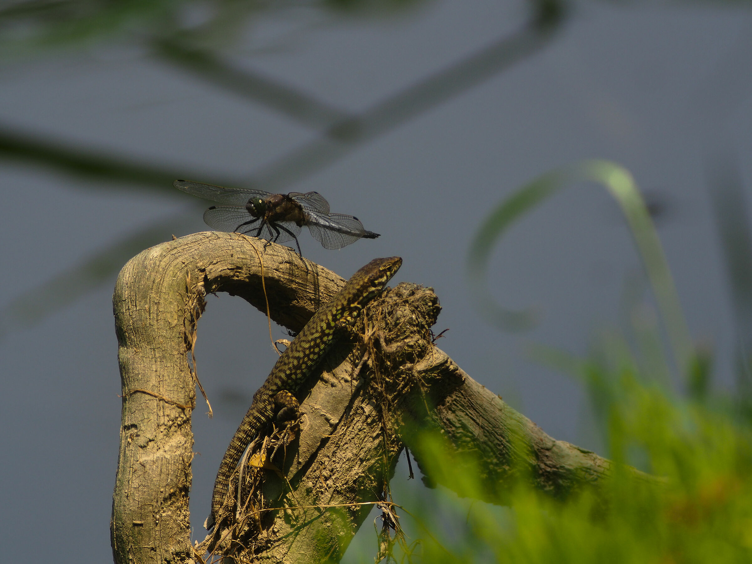 Same beach, same sea