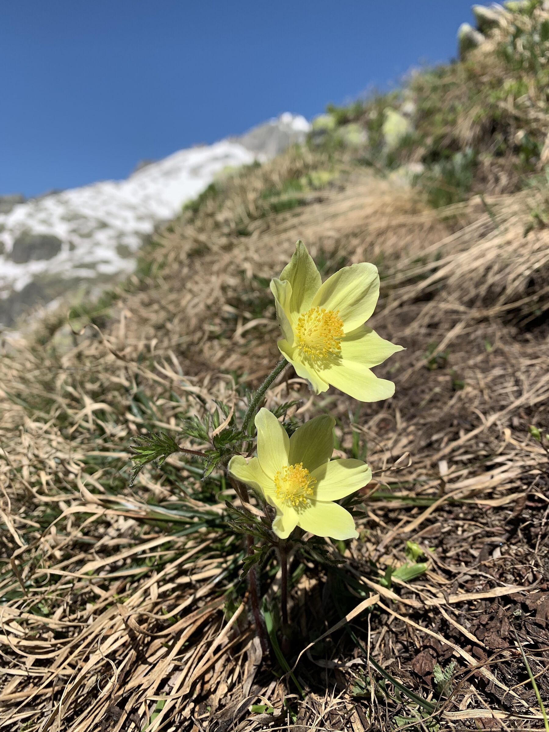 Alpine pulsatilla