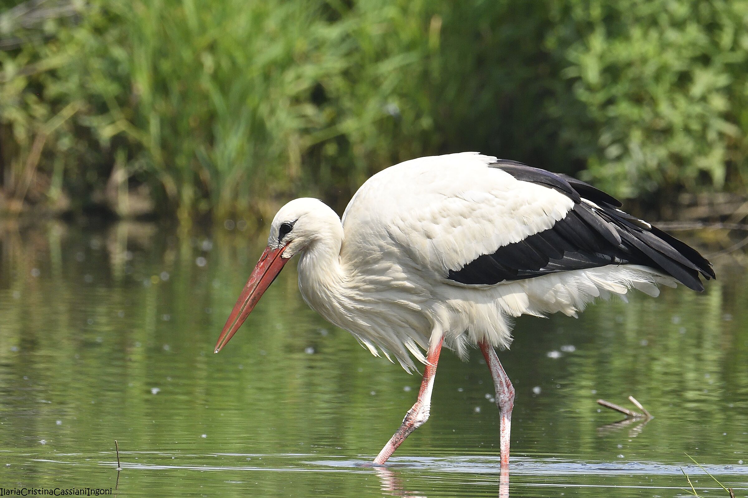 Stork