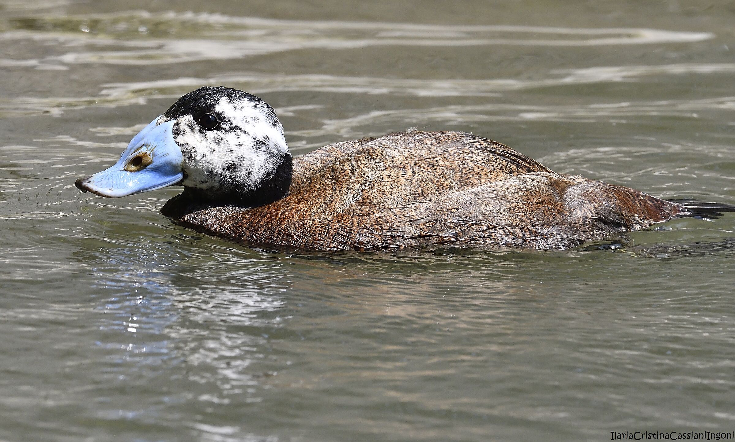 Gobbo rugginoso maschio