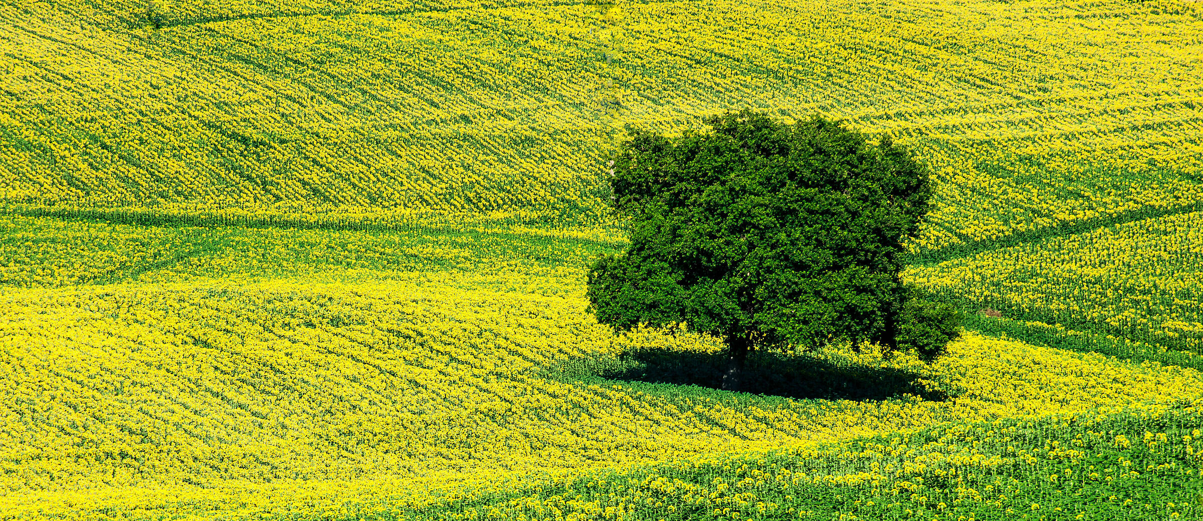 In the valley of sunflowers ...