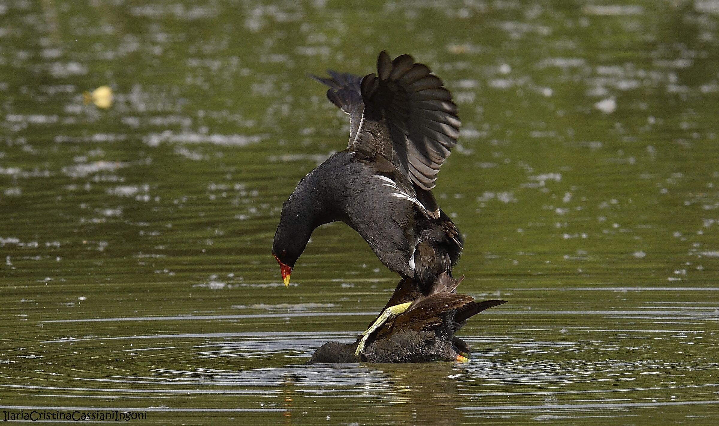 Gallinella d'acqua coppia